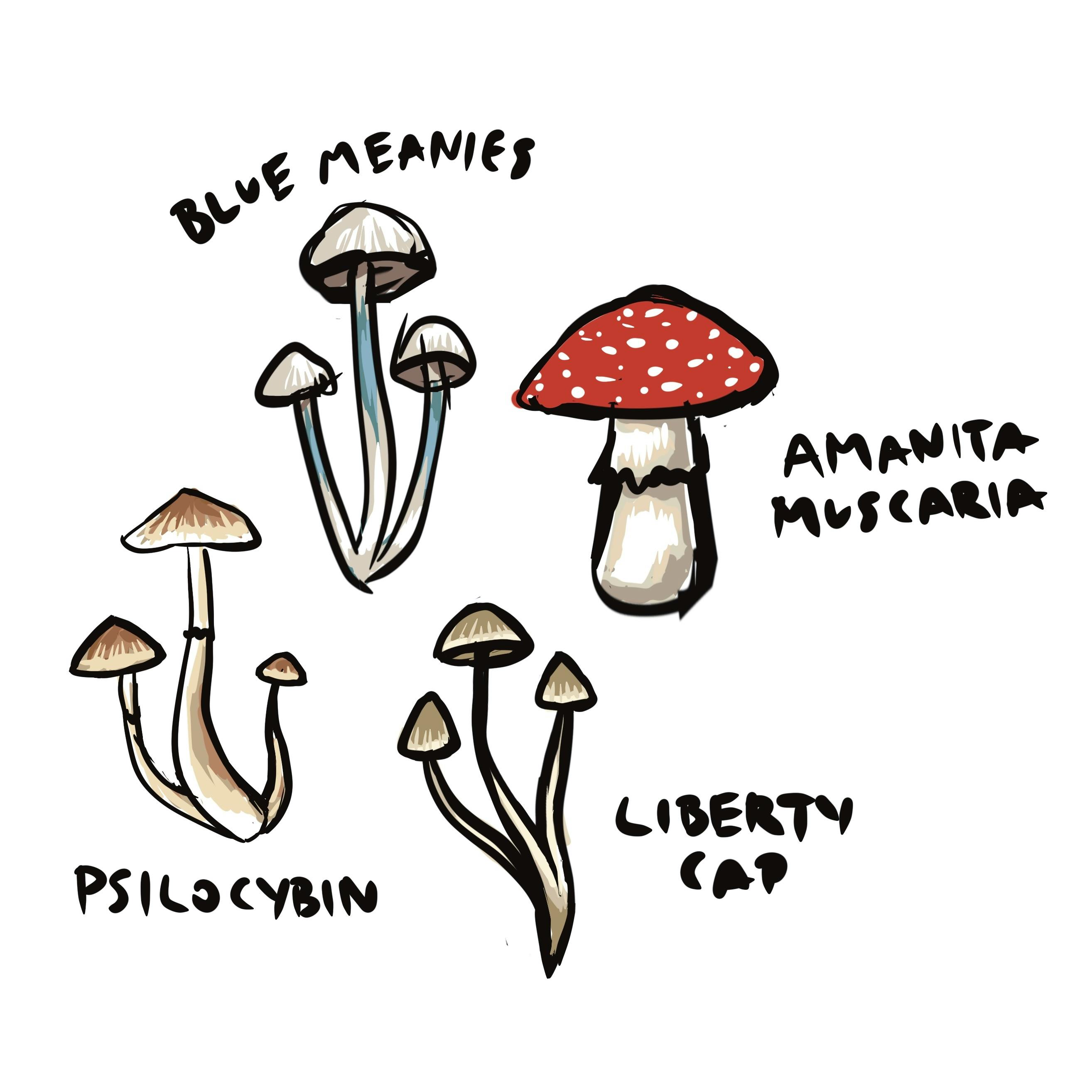 🍄 Mushroom Mini pin set 🍄