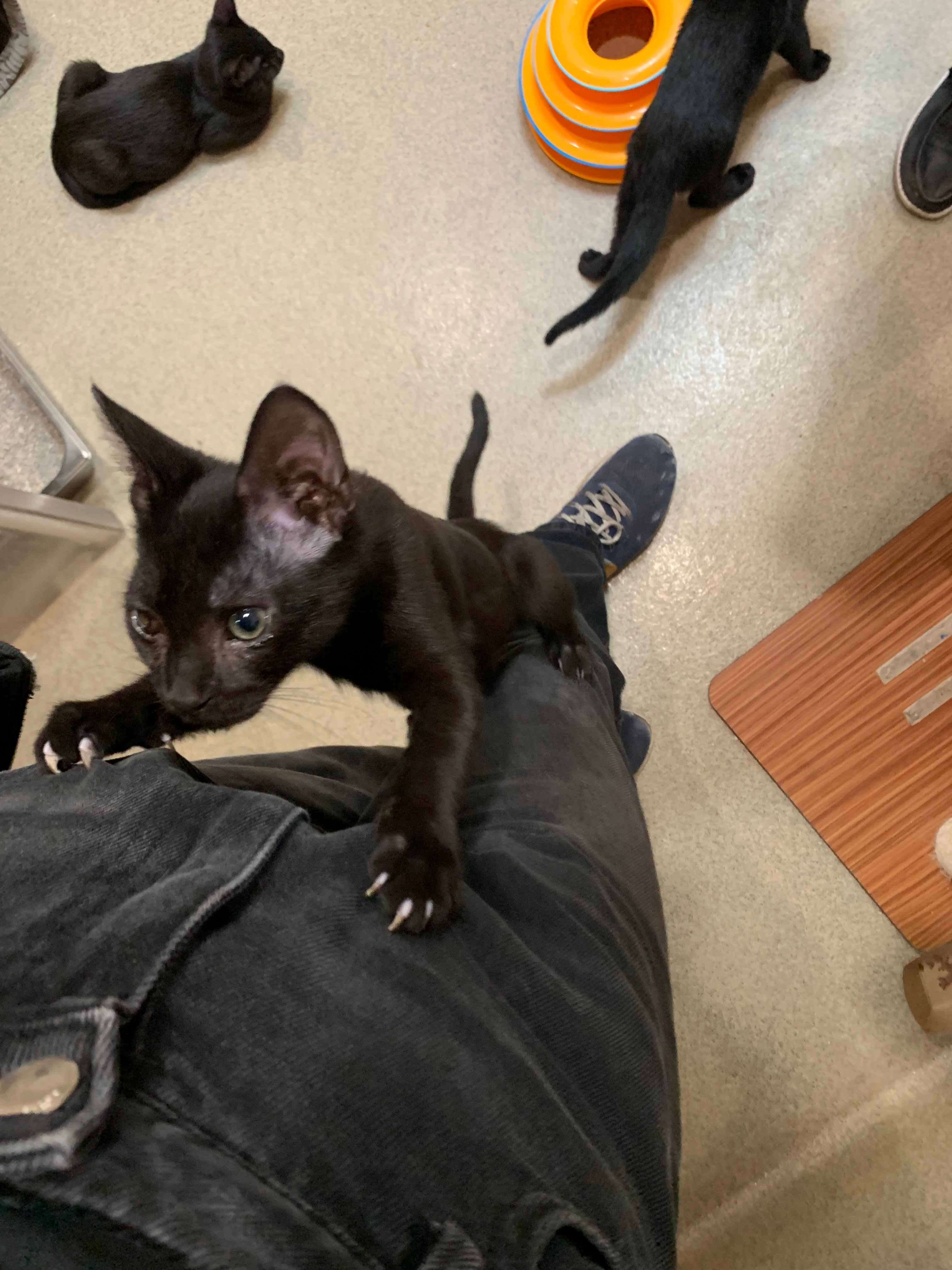 user avatar image for Toast :)))