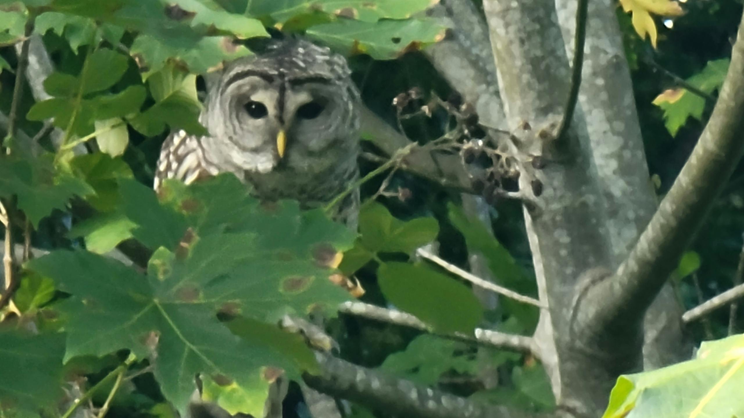 user avatar image for MJ Van Steenberg