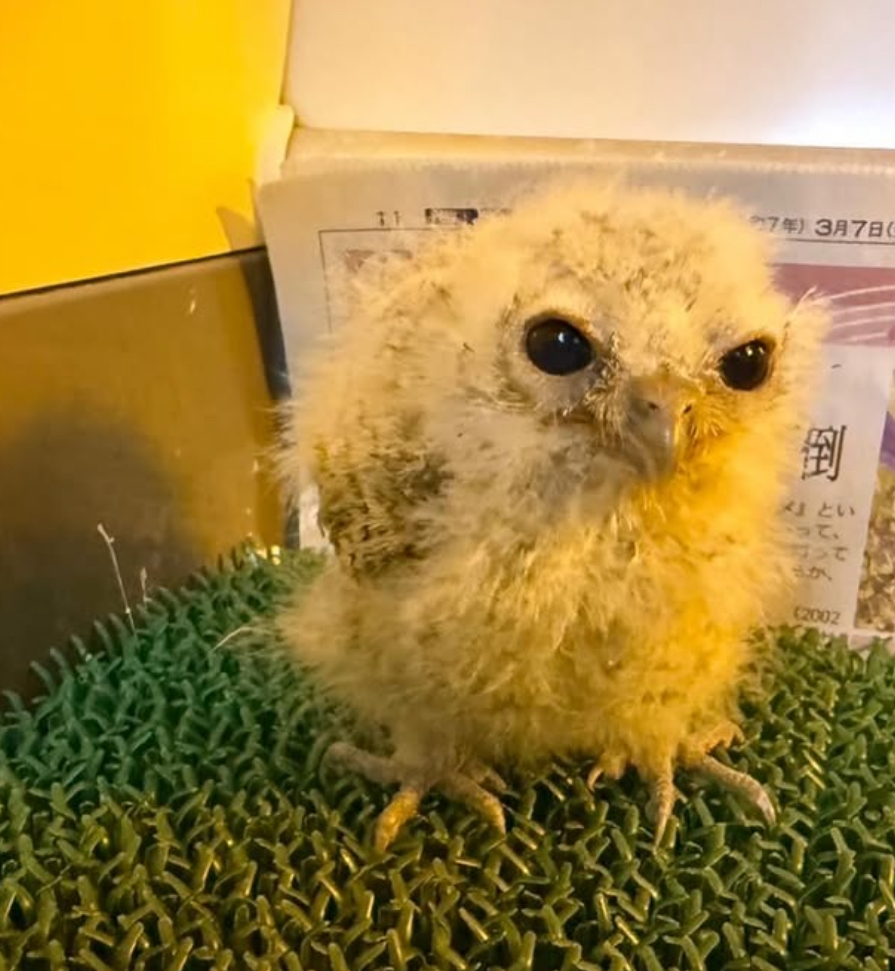 user avatar image for Grimzle