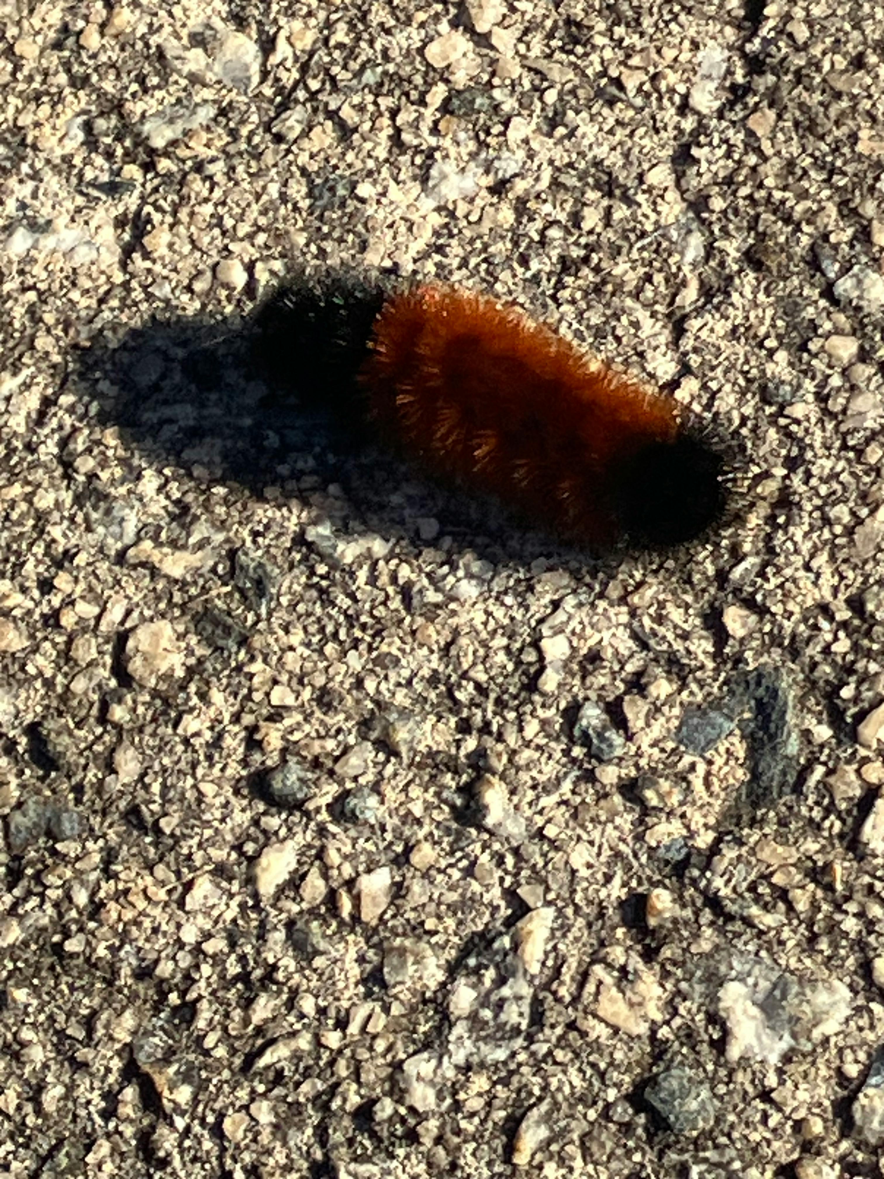 user avatar image for Brittany Charles