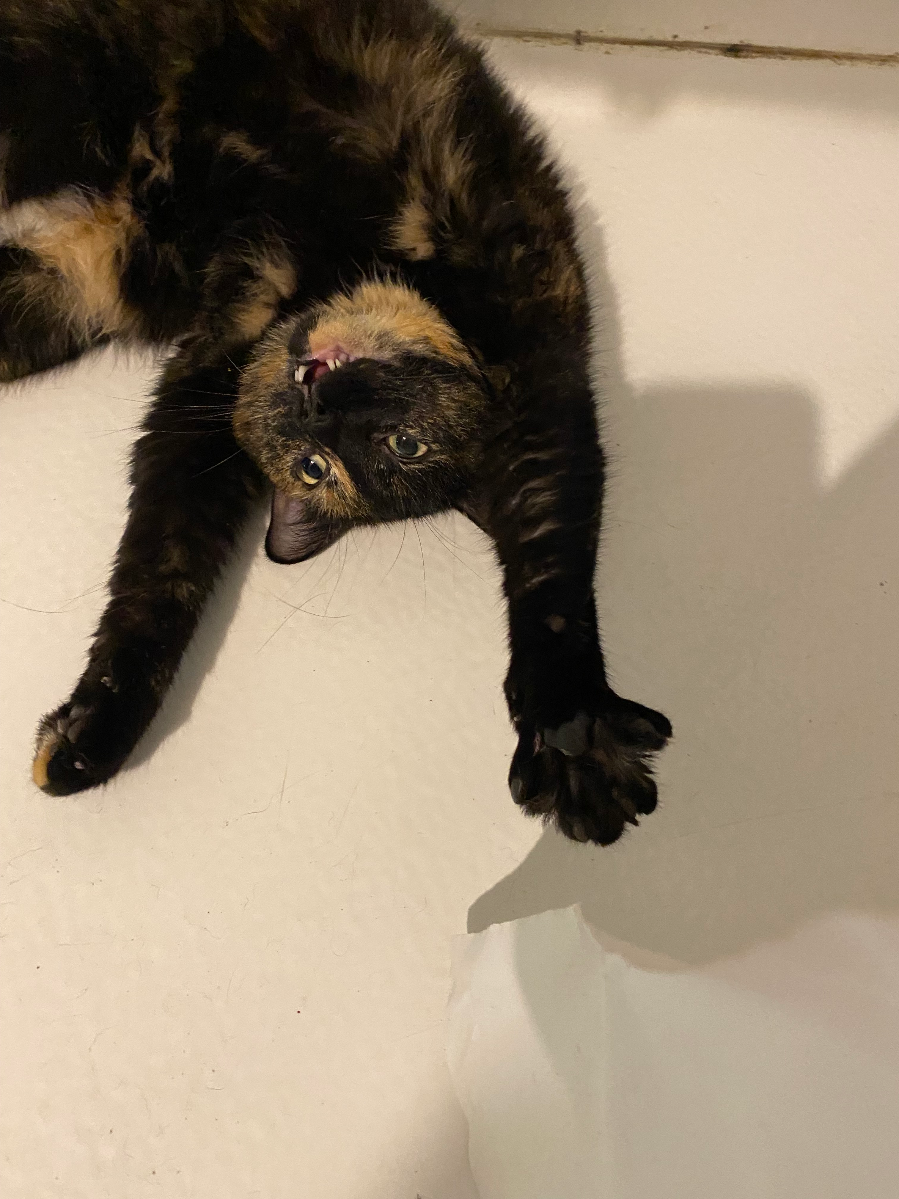 user avatar image for Caitlan Townsend