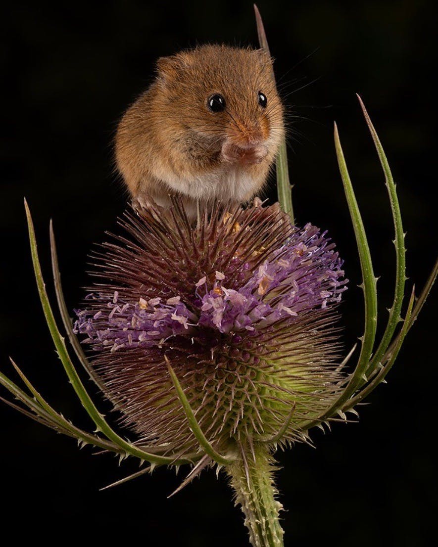 user avatar image for MooMooMouse