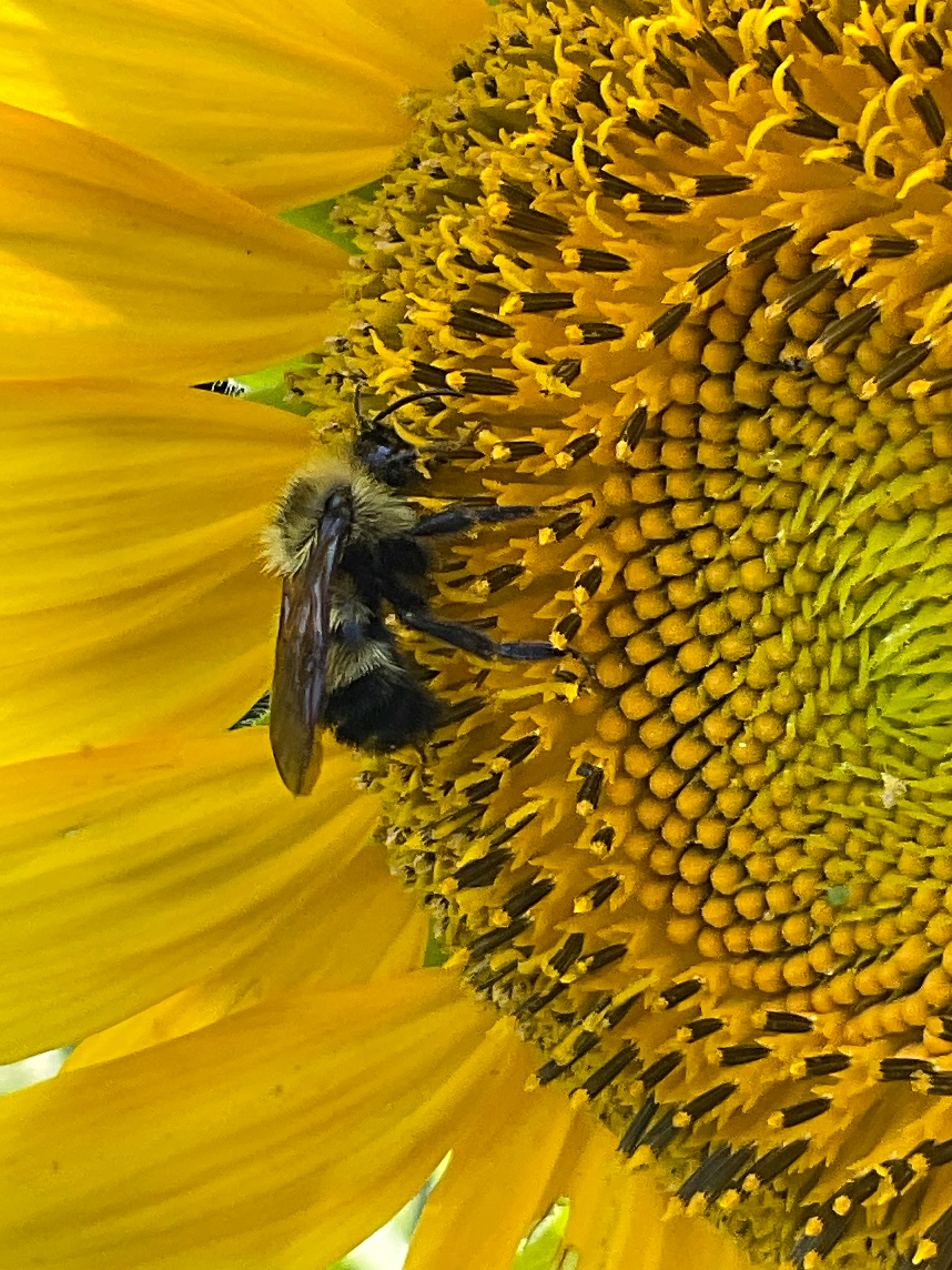 user avatar image for Cicada-Days