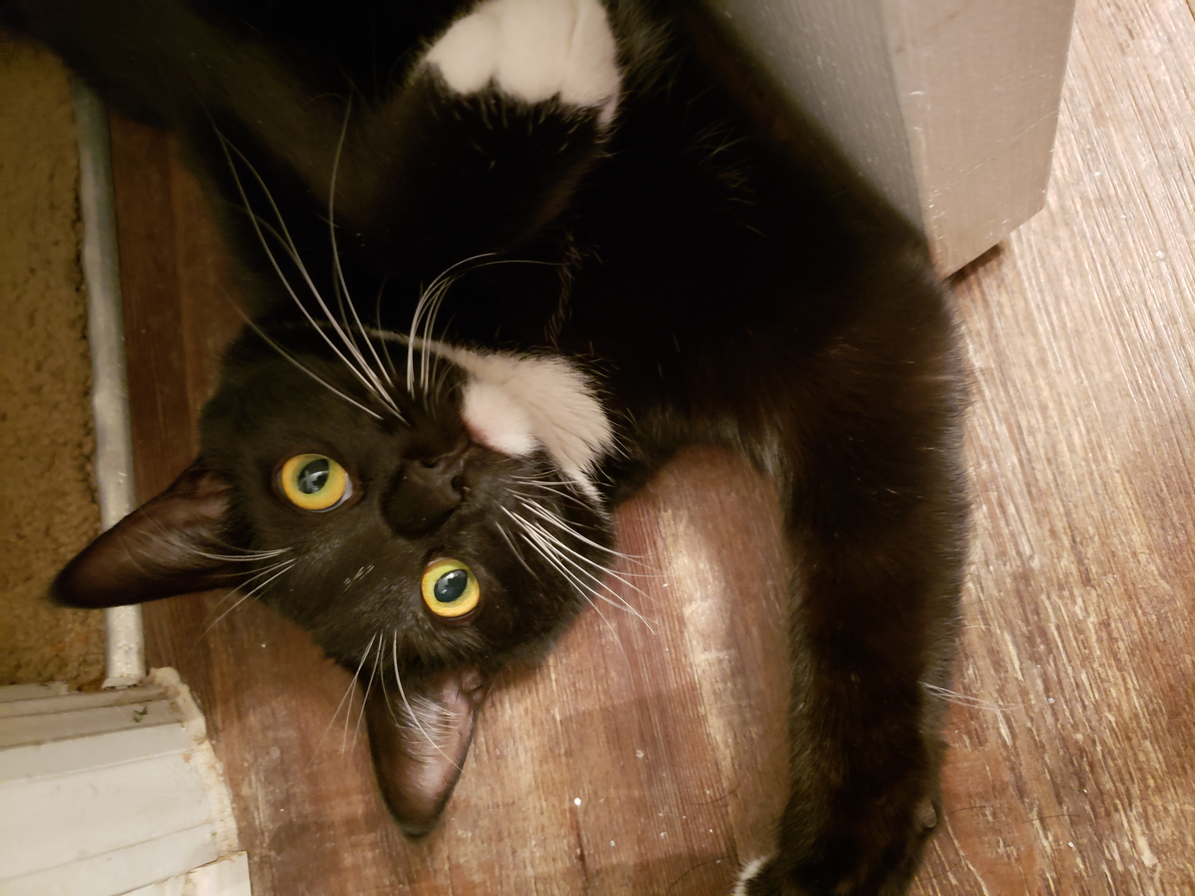 user avatar image for Shalafina