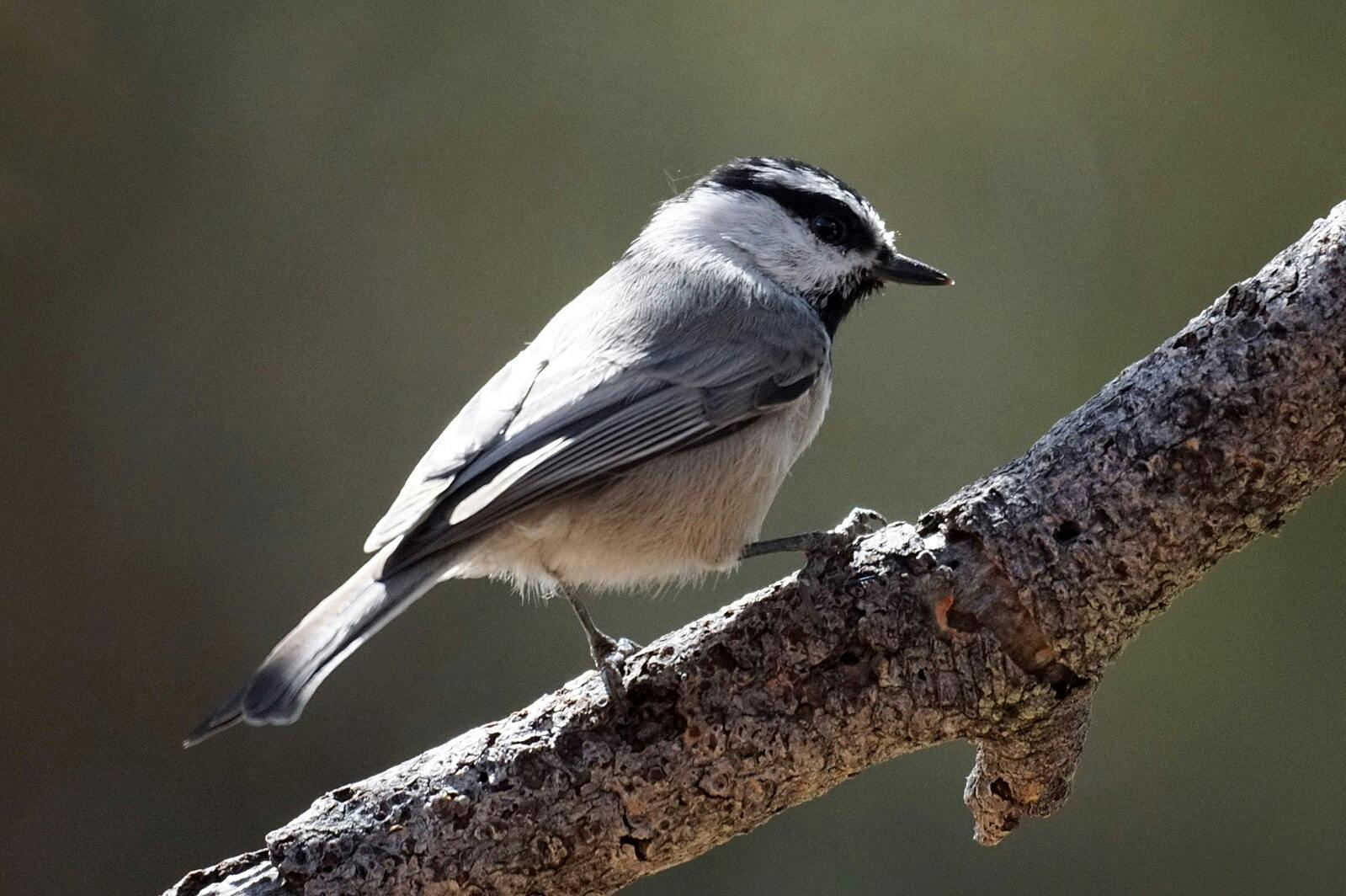 user avatar image for Chowder