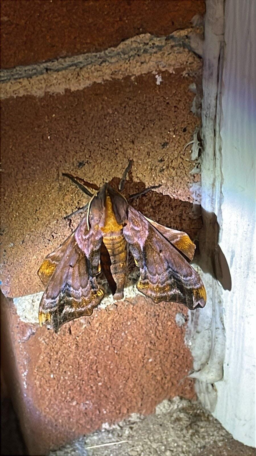 user avatar image for cindikiss