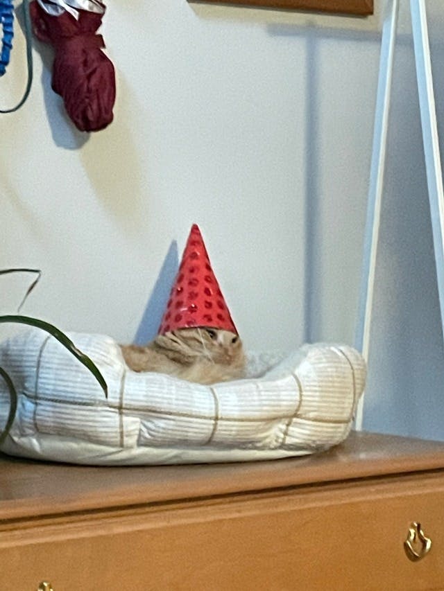 user avatar image for Seagull