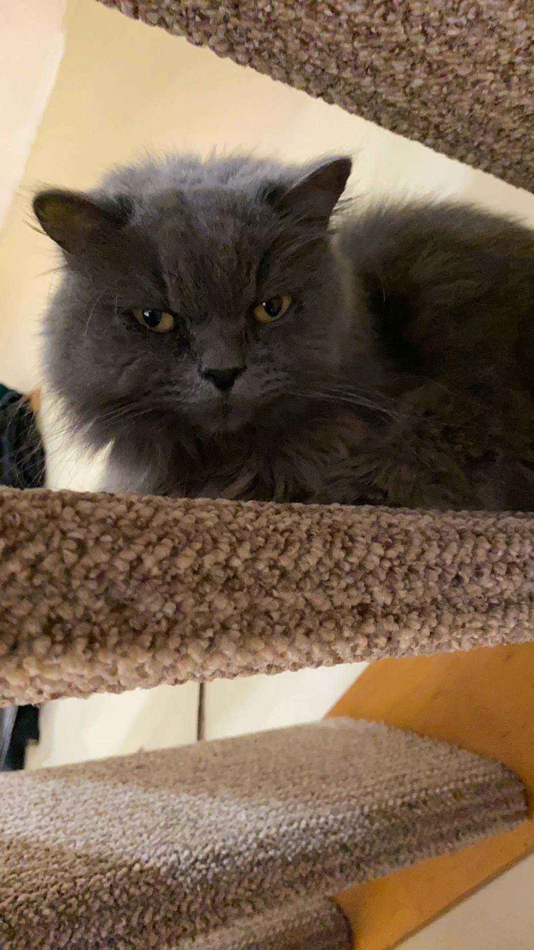 user avatar image for Blackcats55