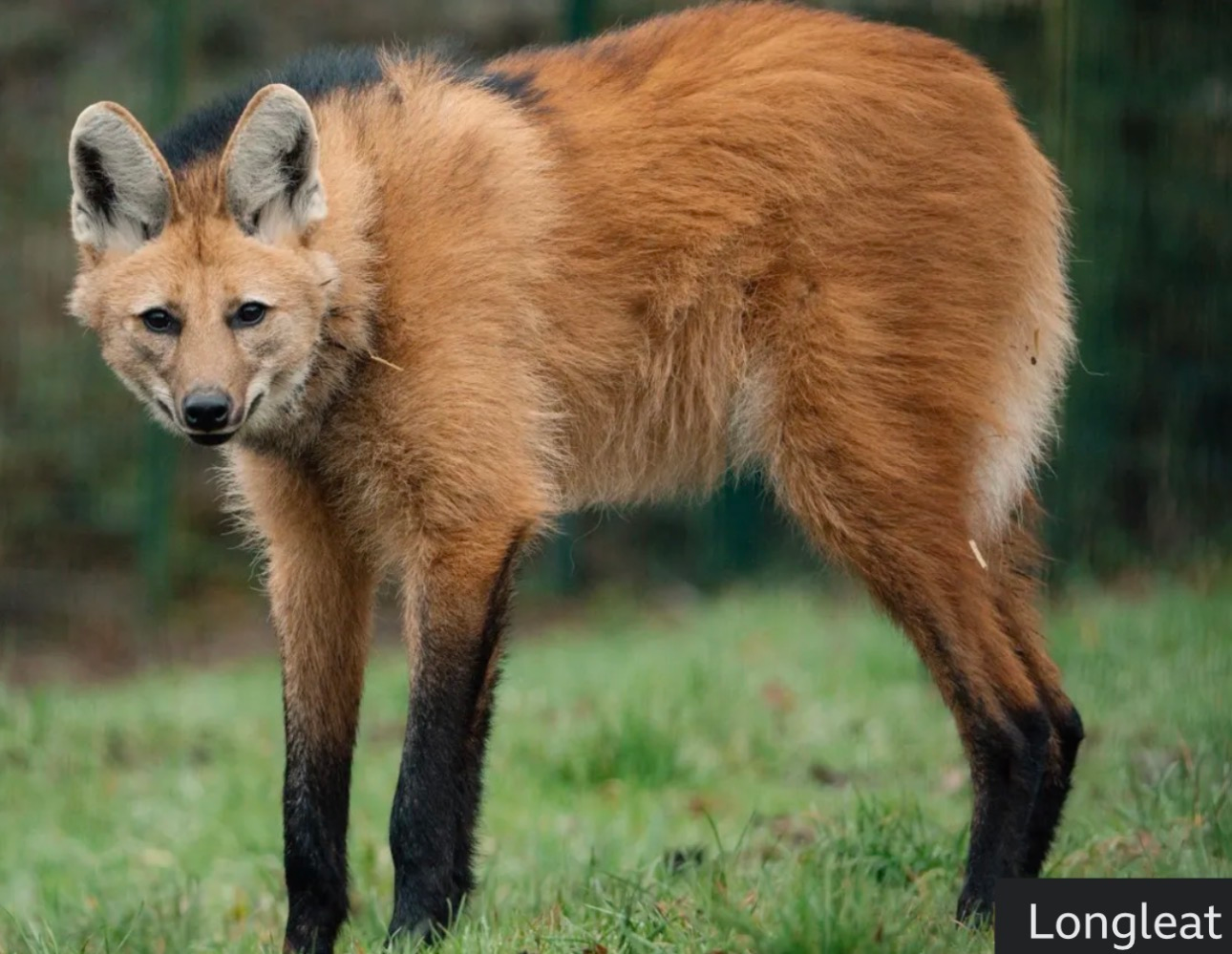 user avatar image for Joust