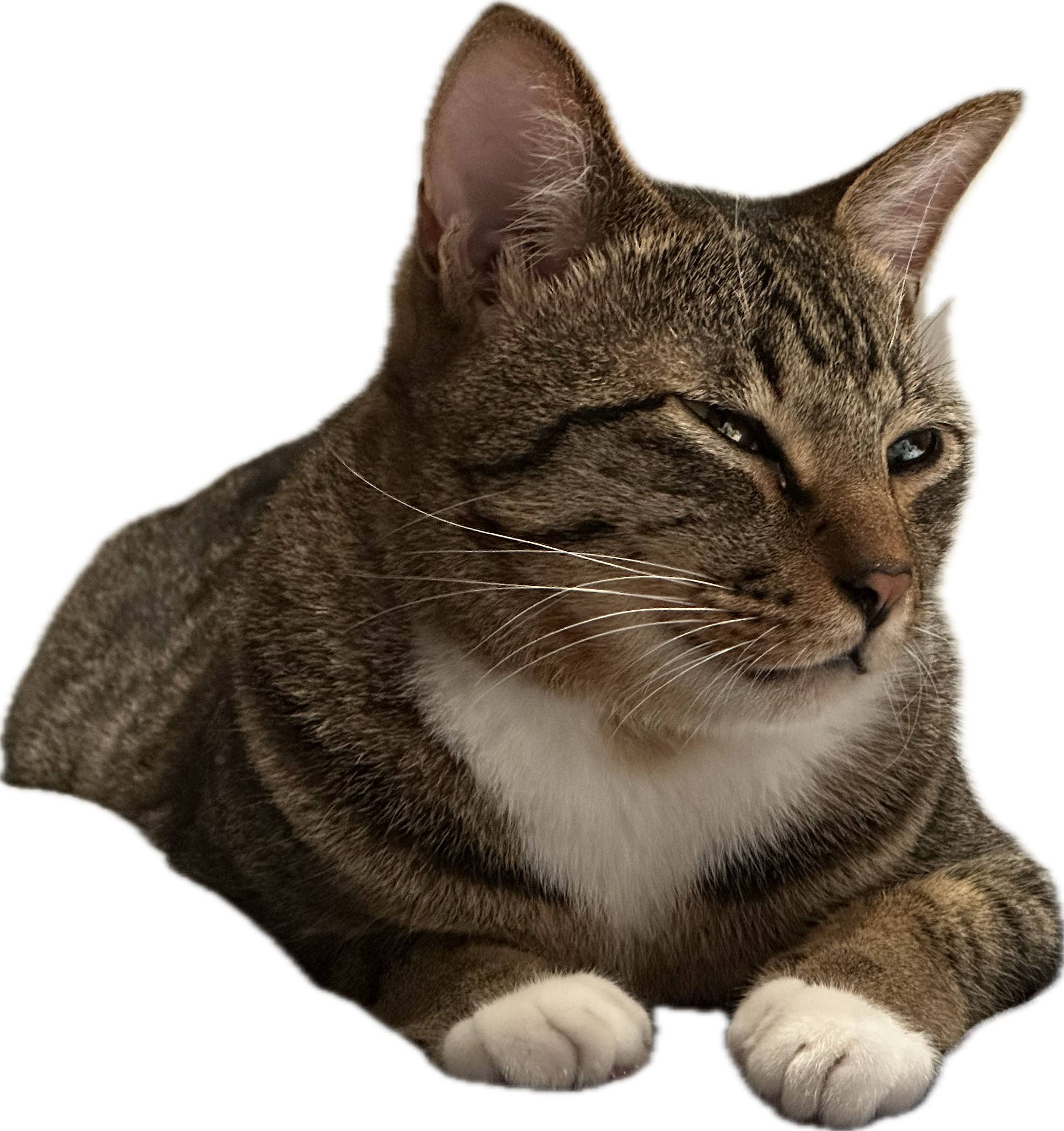 user avatar image for Chen Chia Hung