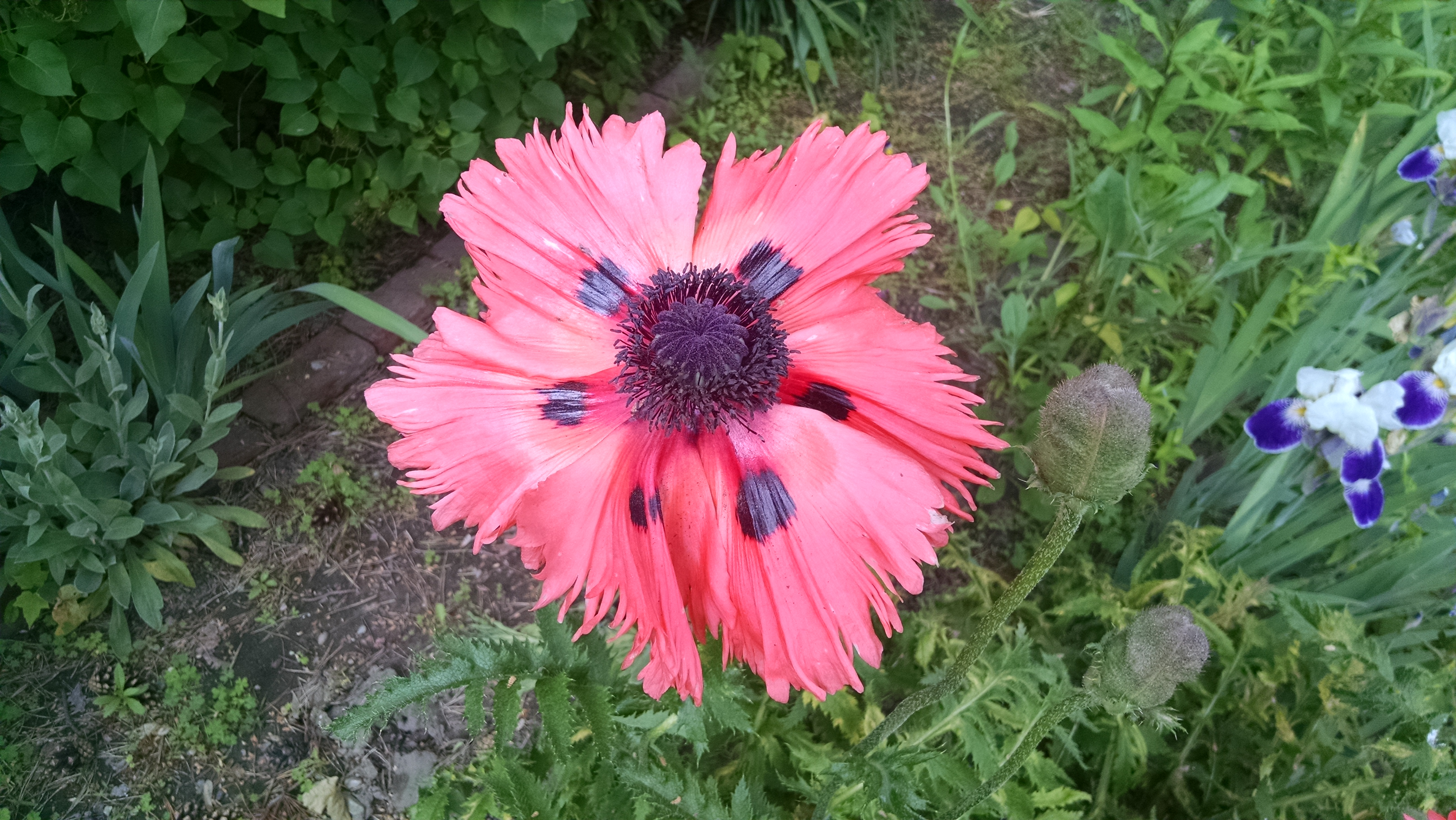 user avatar image for Sue Hacker