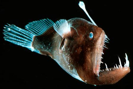 Angler Fish