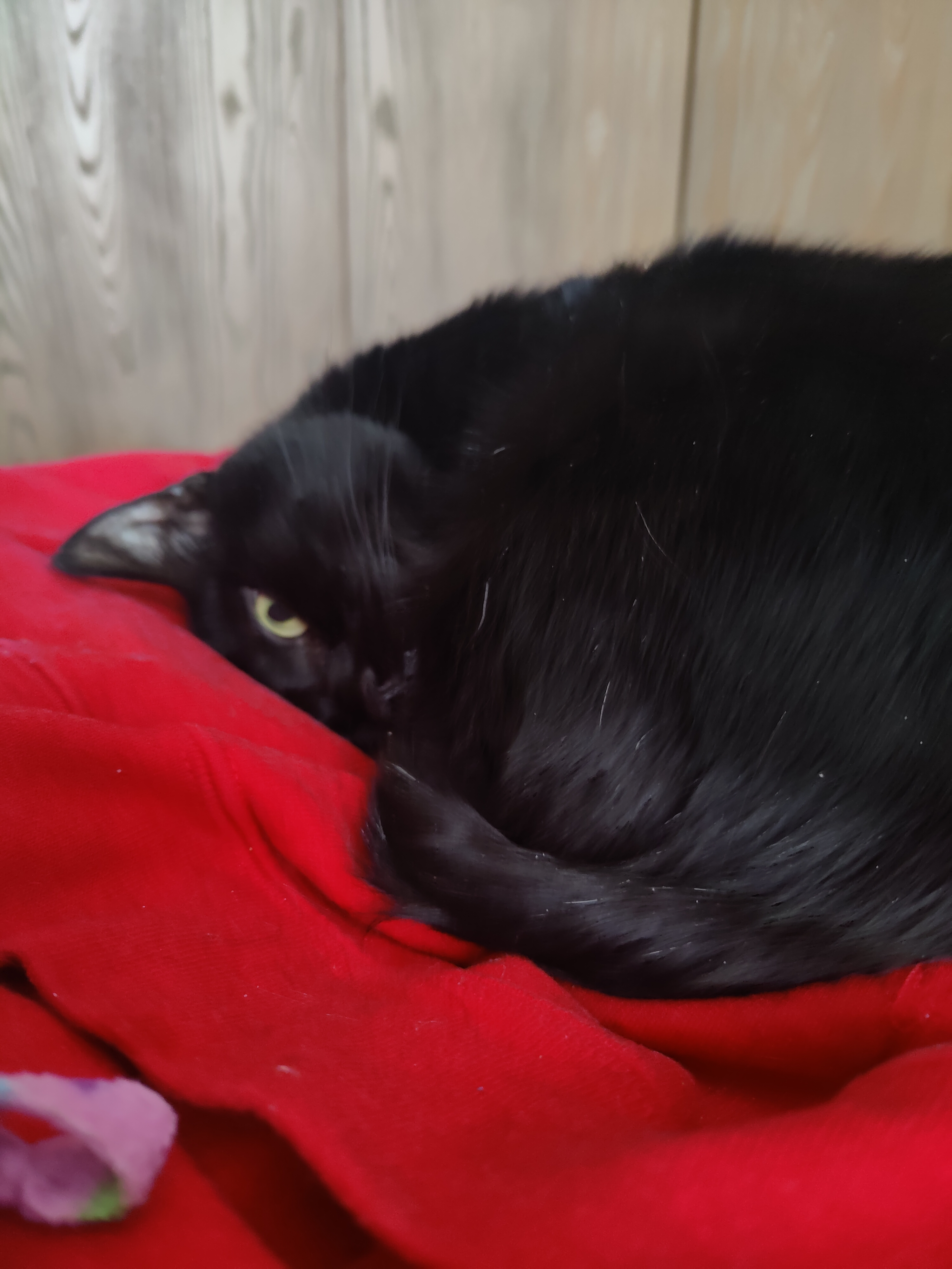 user avatar image for LonRuhig