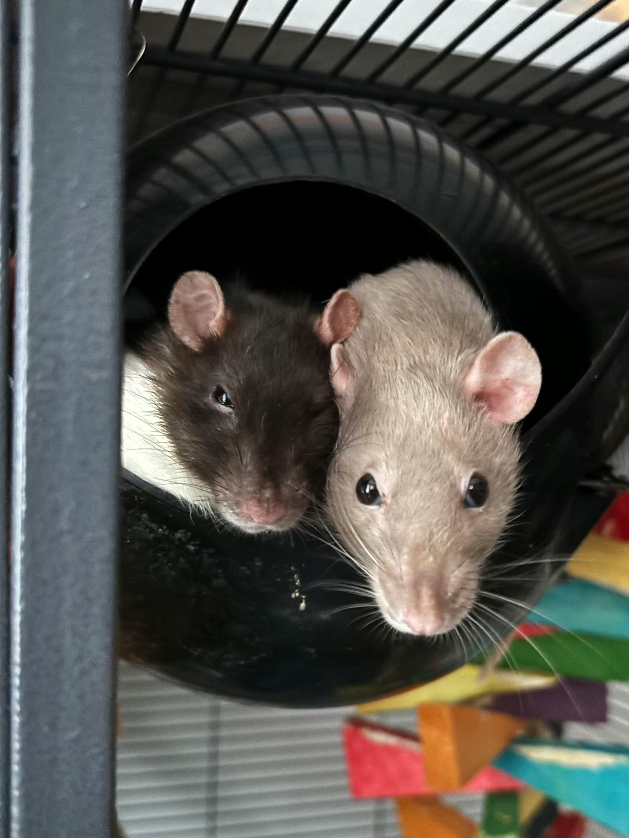 user avatar image for Ad Lester