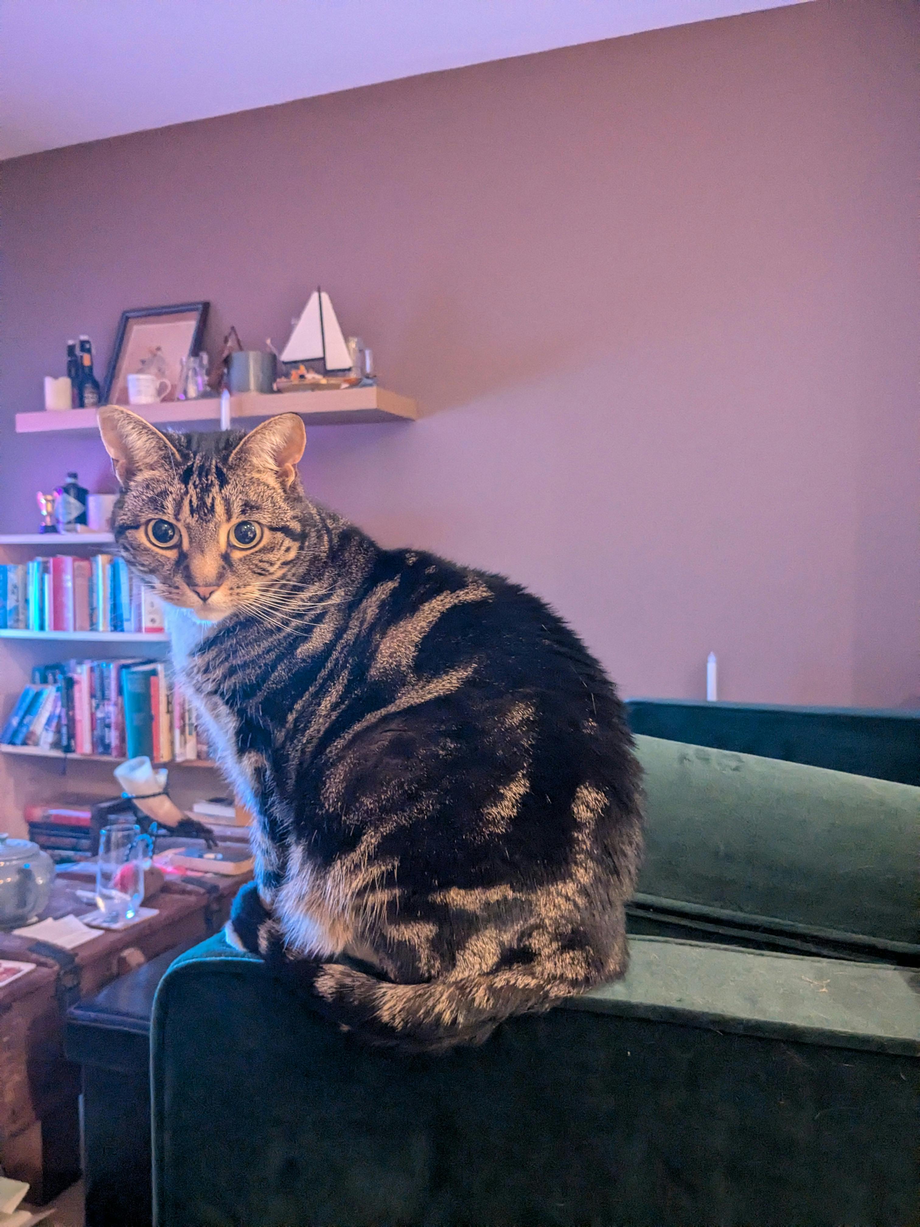 user avatar image for Rhesus Positive