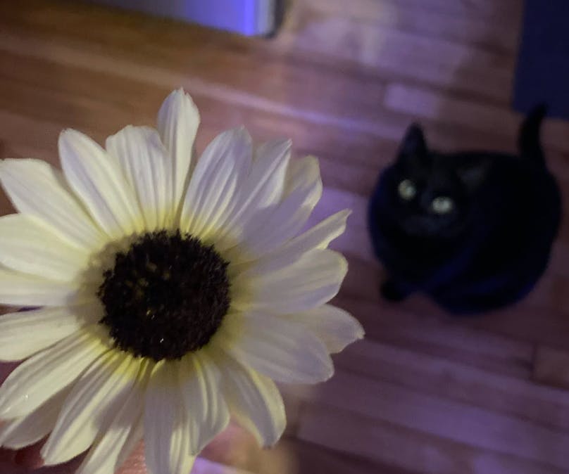 user avatar image for vfk