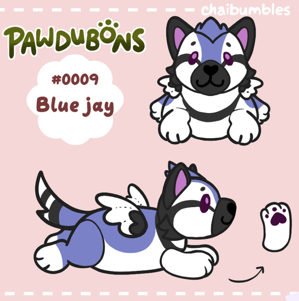 Bailey the Blue Jay Kitty