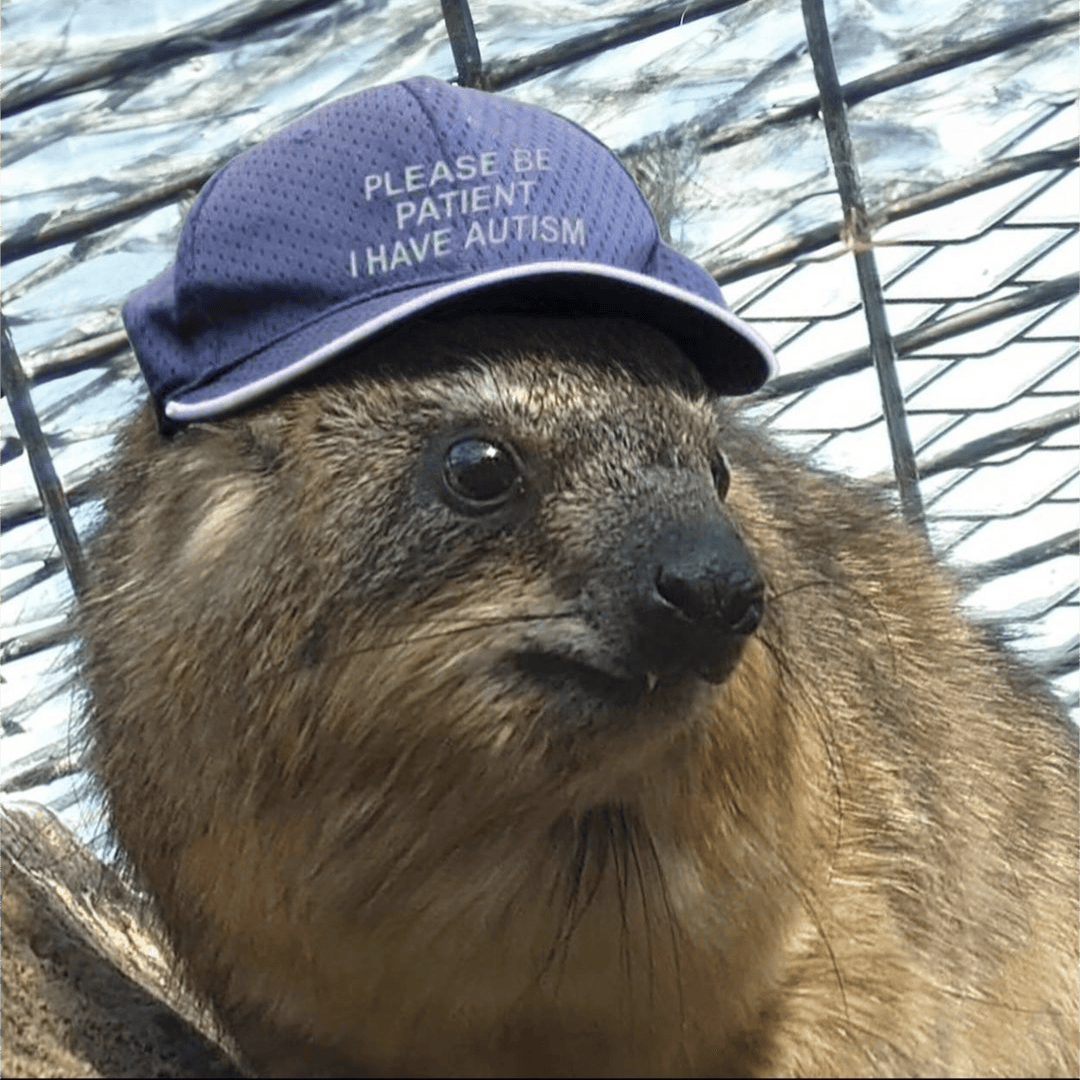 user avatar image for zukitchi