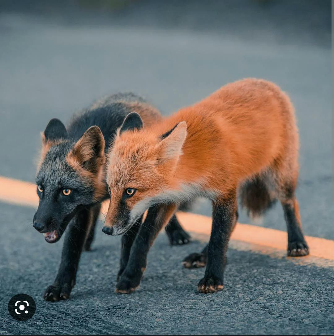 user avatar image for NerdyFoxx