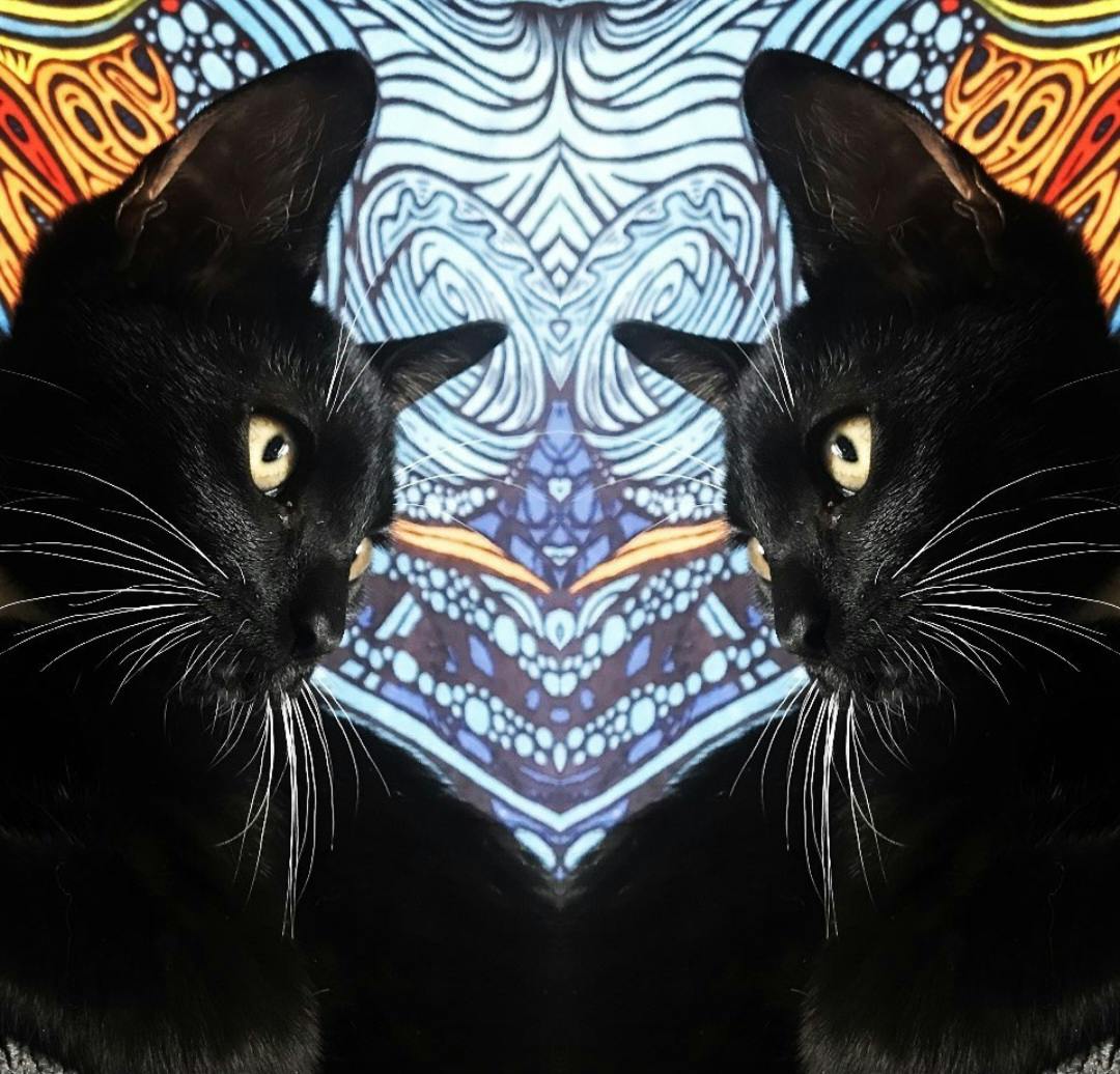 user avatar image for Kittensnap 