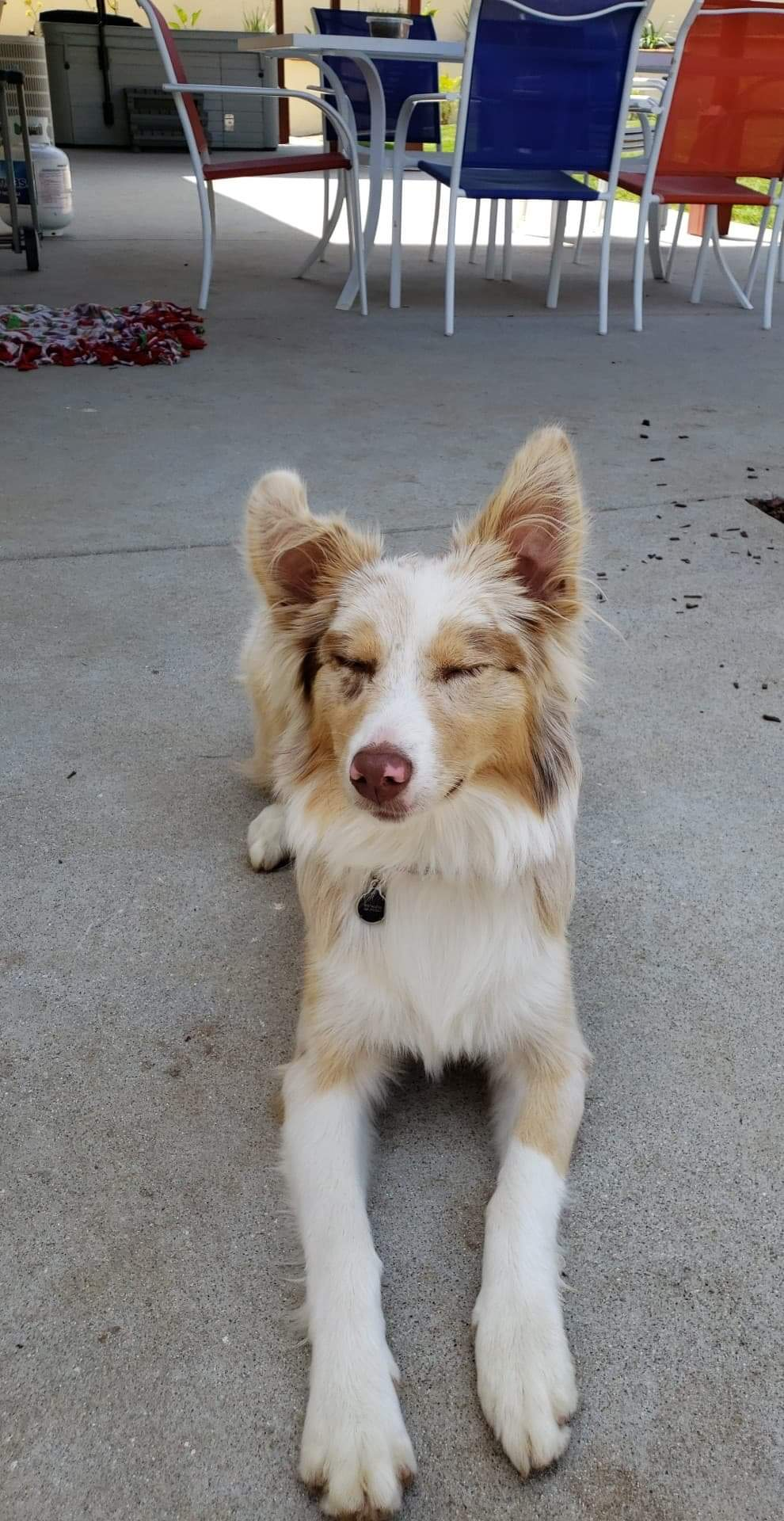 user avatar image for dev