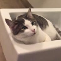 user avatar image for Marwan مروان