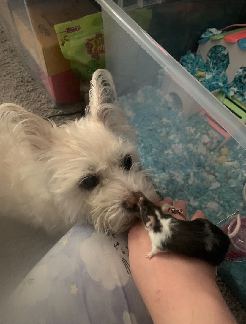 user avatar image for Nanachi