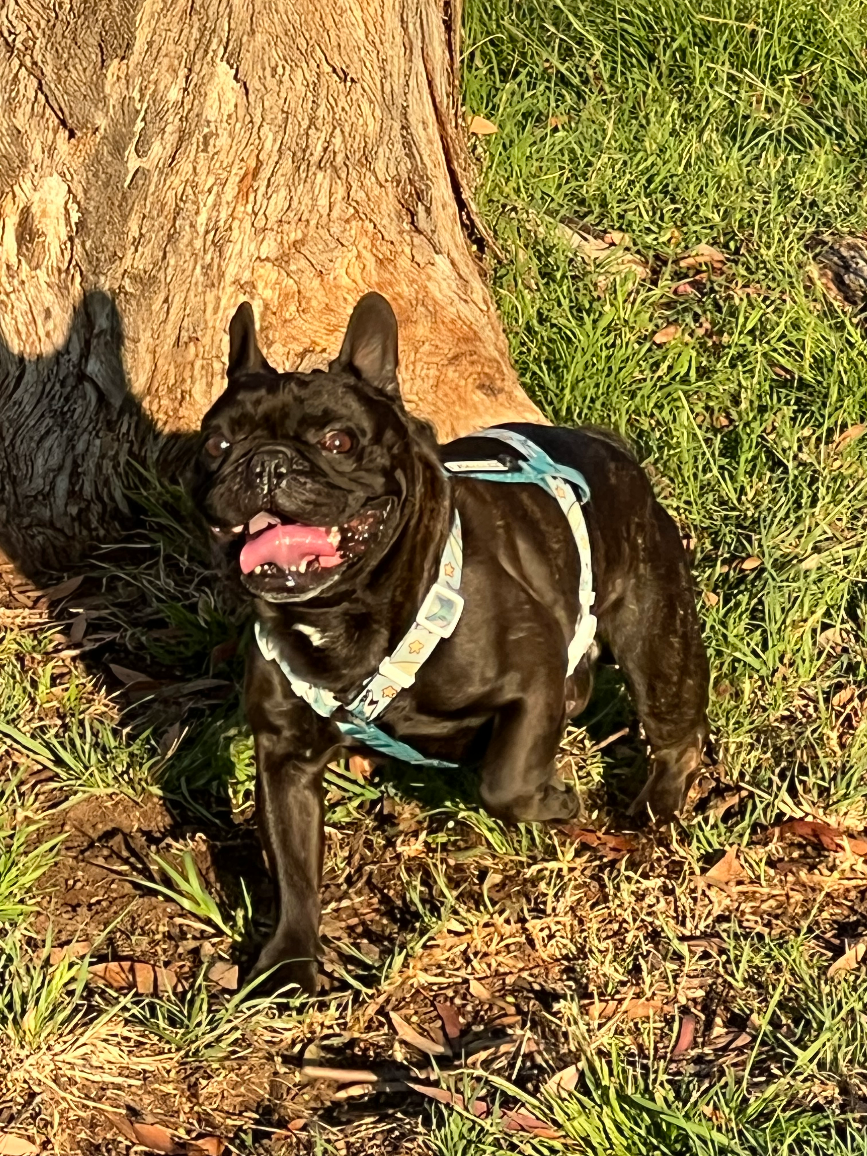 user avatar image for Bolexx