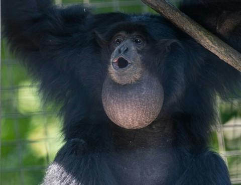 user avatar image for LazyGibbon