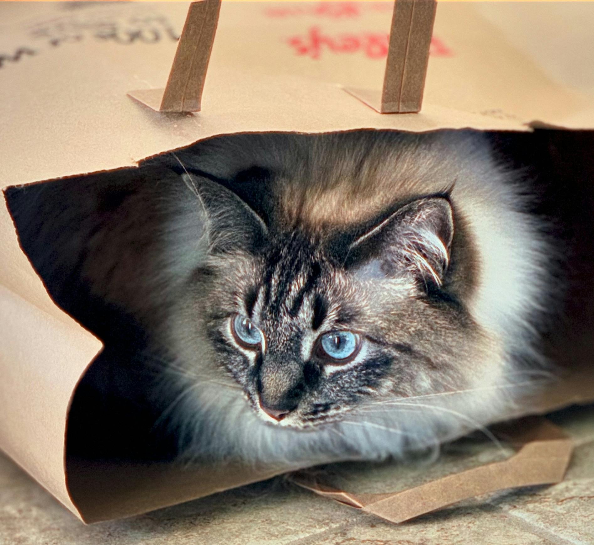 user avatar image for Mara H. 