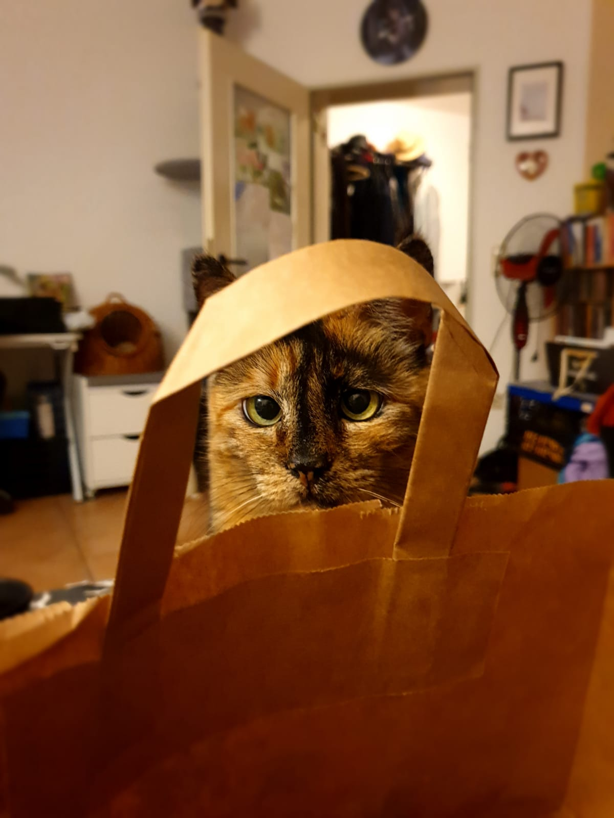 user avatar image for Mupfel