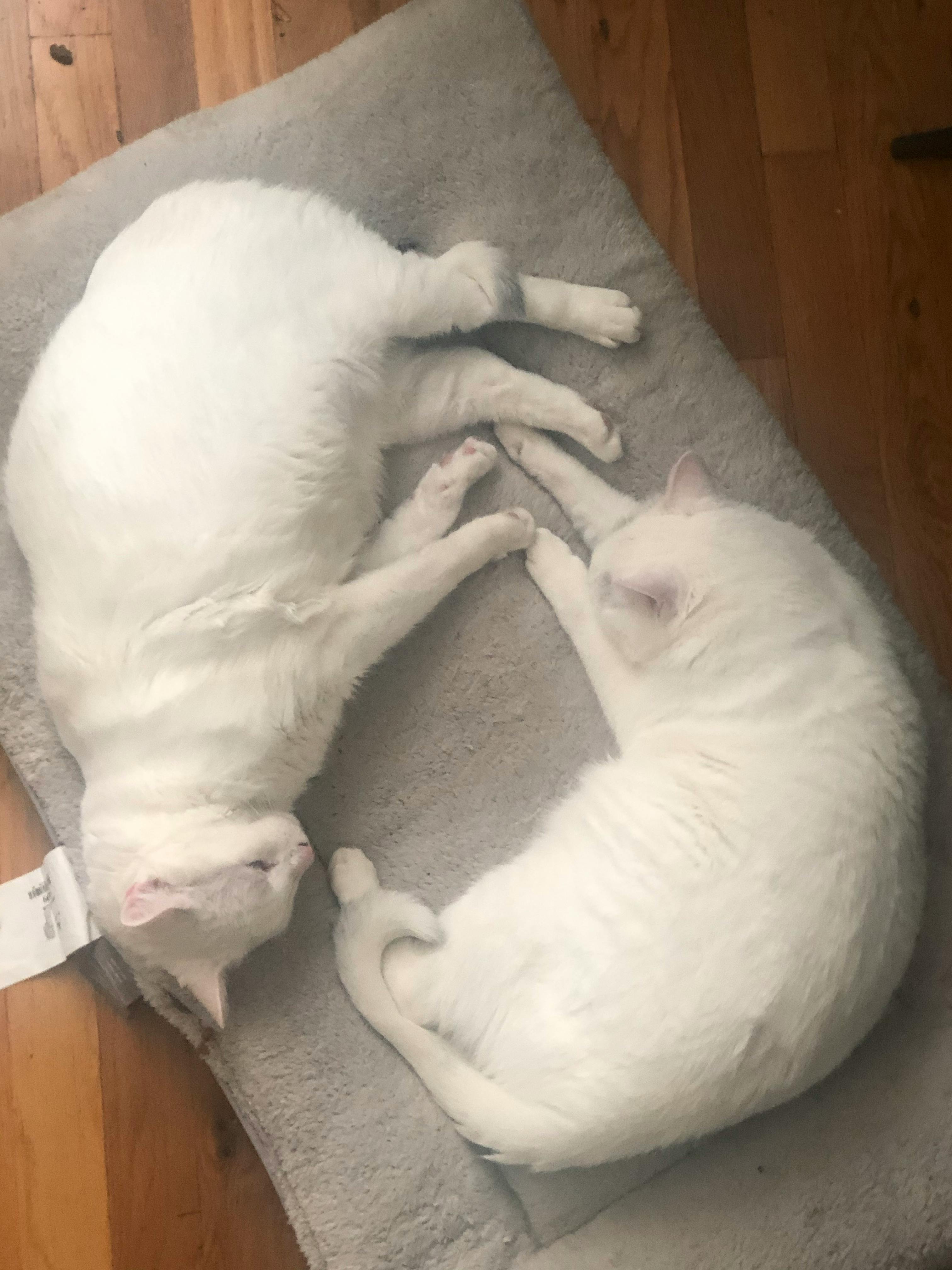 user avatar image for Azzizah Bilal