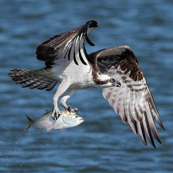 Osprey