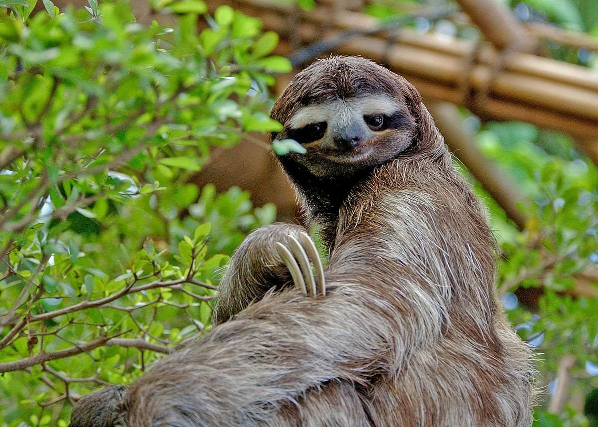 Three-toed Sloth
