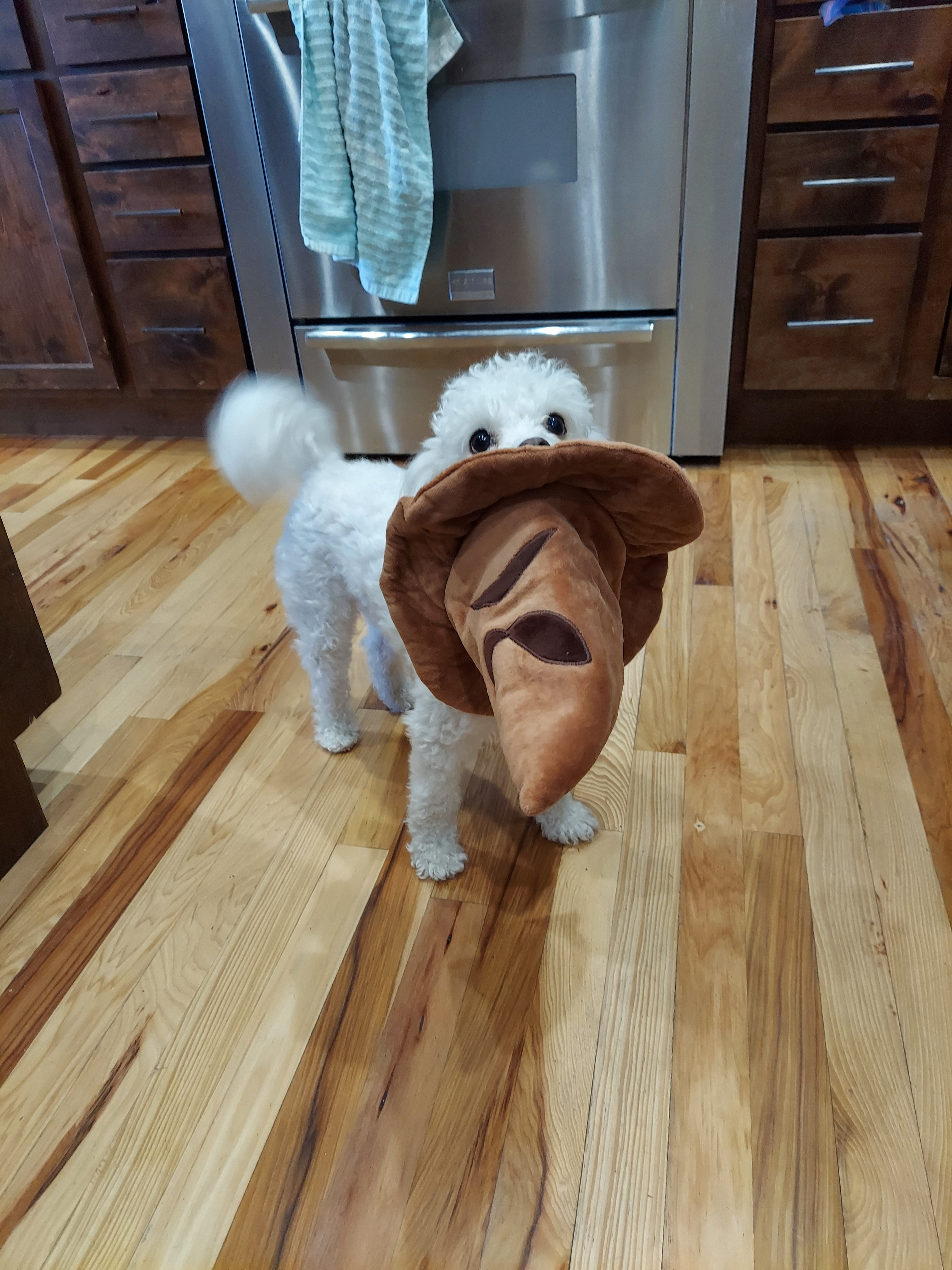 user avatar image for Torrey