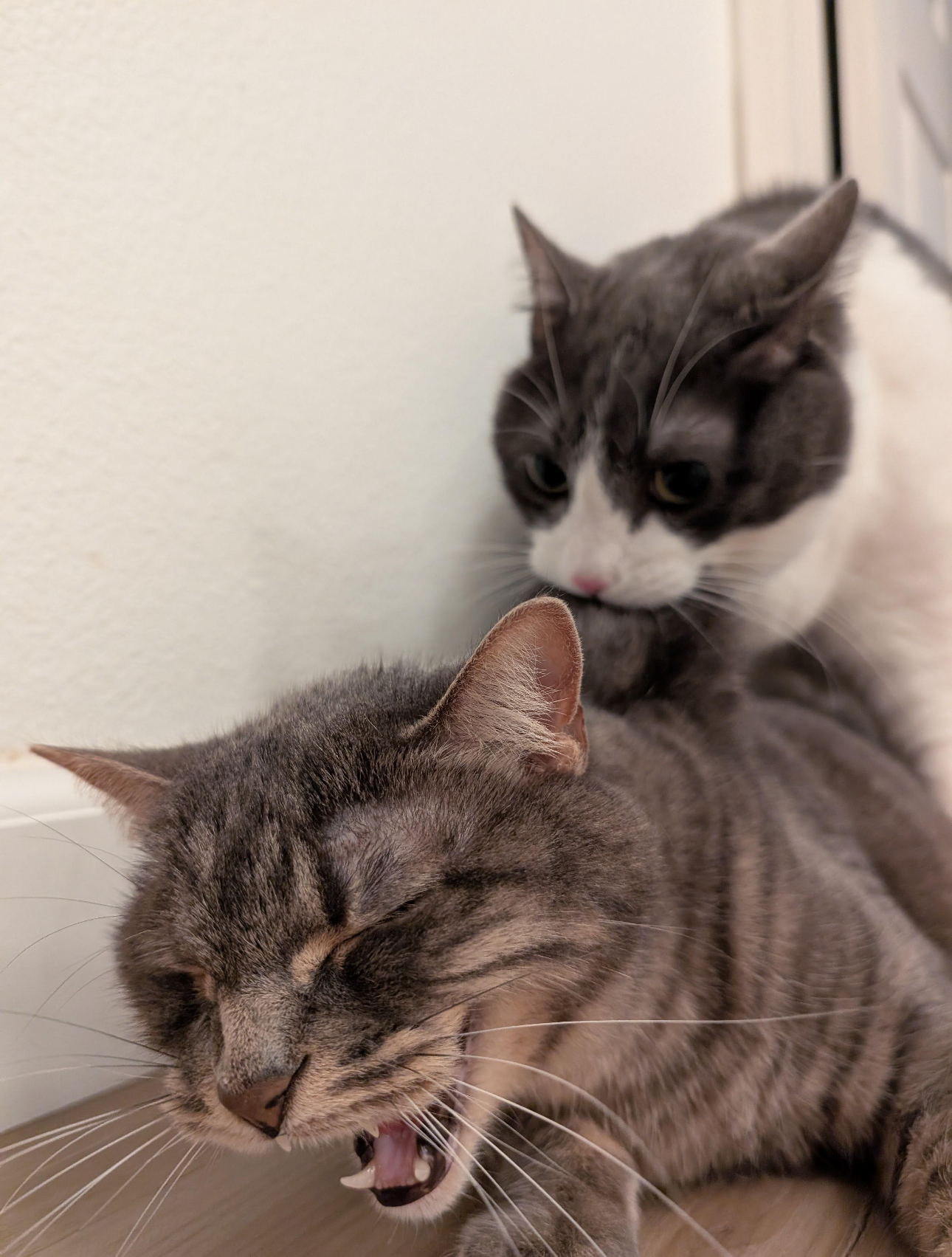 user avatar image for Crawler Ralph