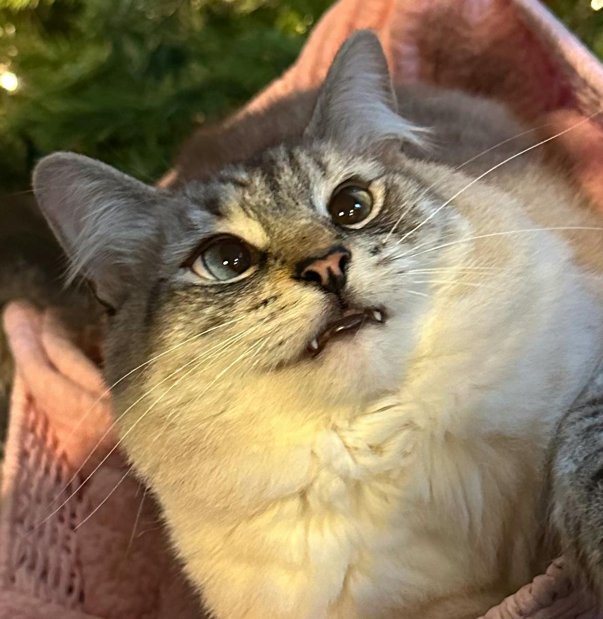 user avatar image for SauerScribbles