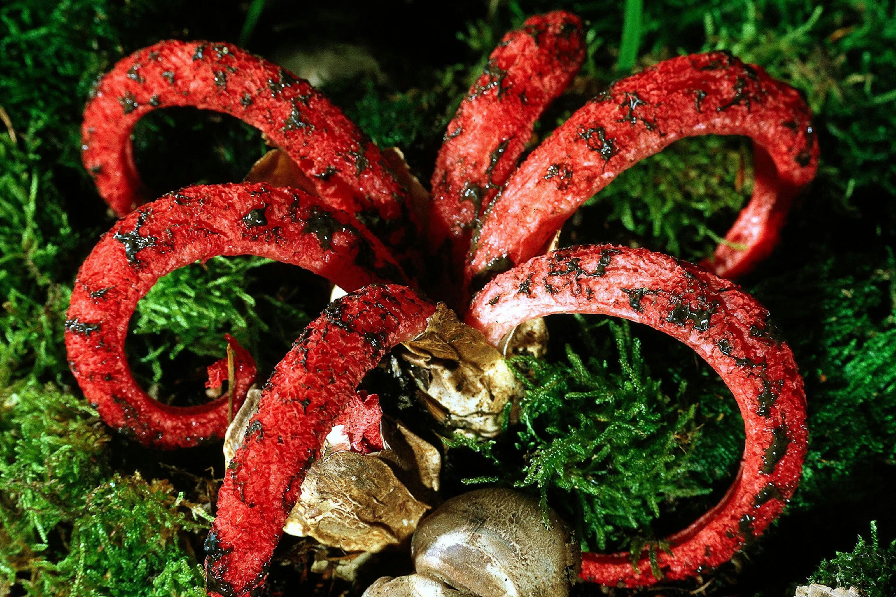 Octopus Stinkhorn