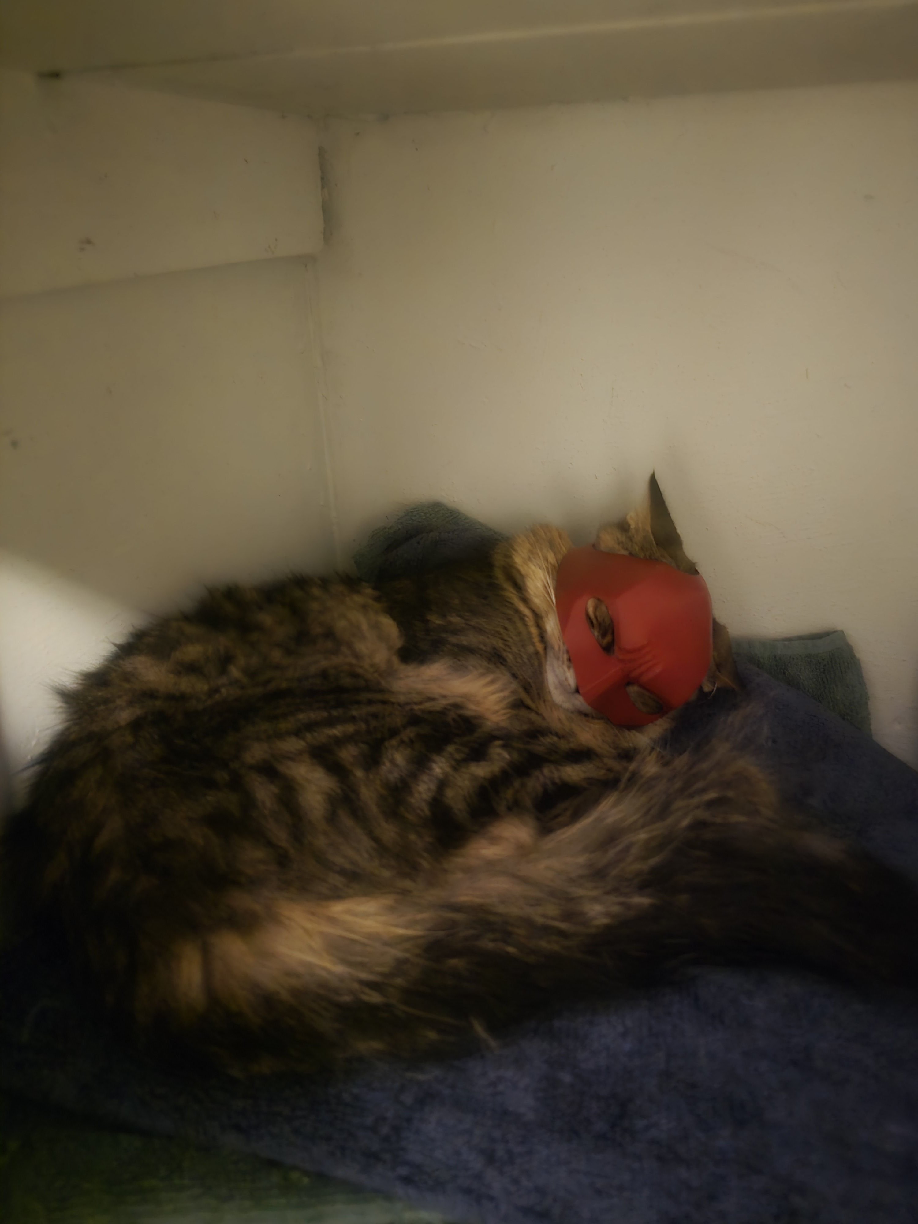 user avatar image for Brando