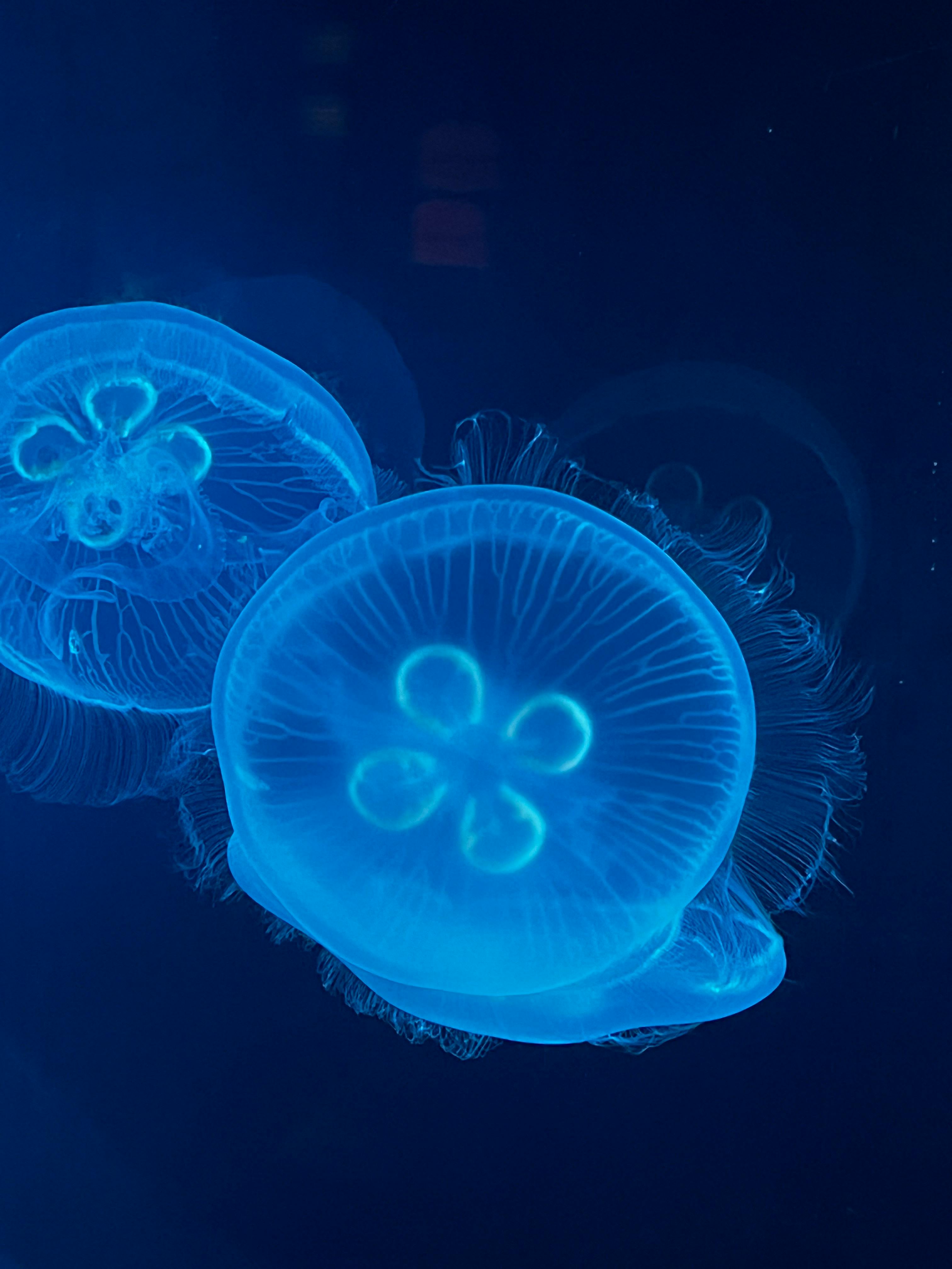 user avatar image for Sazilla