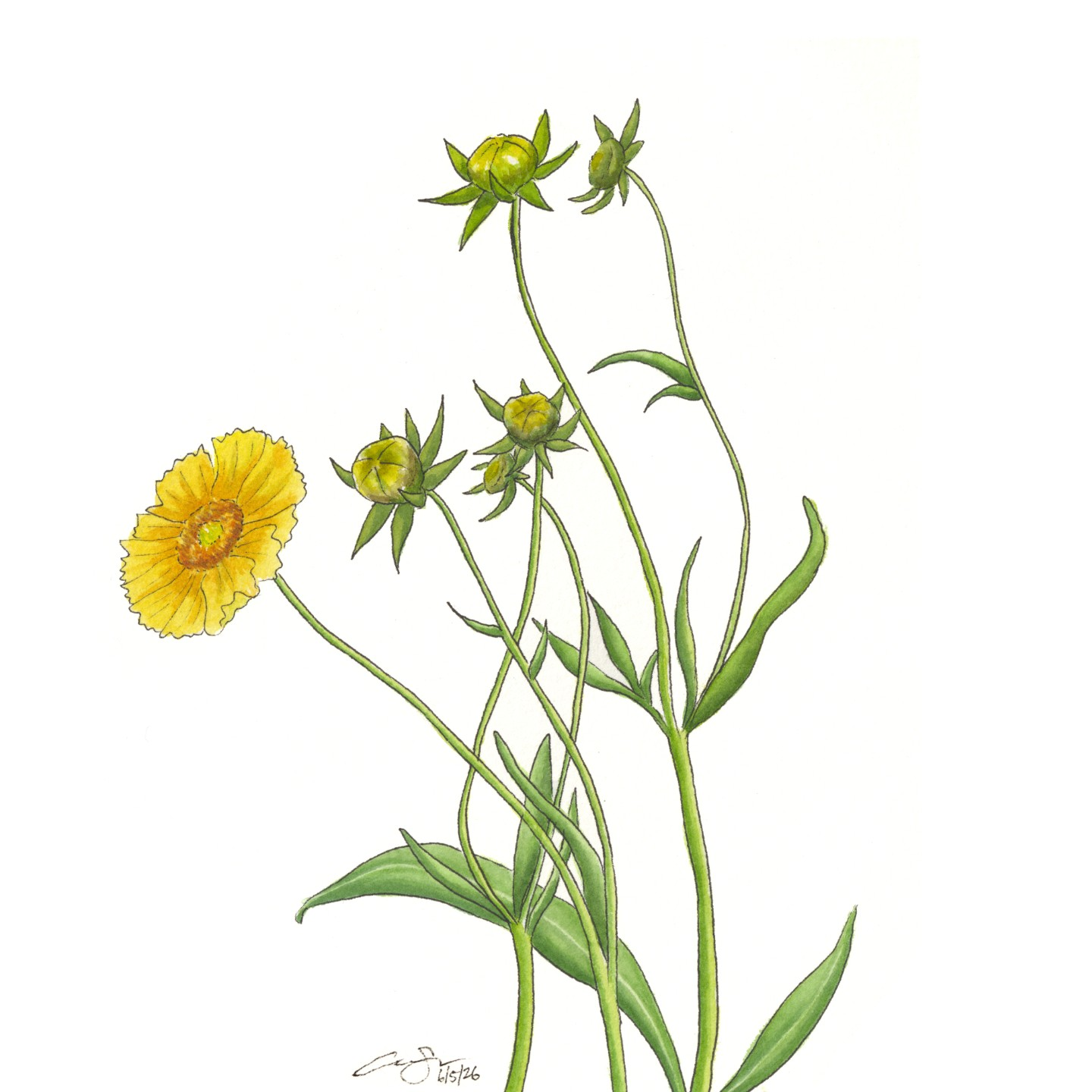 Lanceleaf Coreopsis