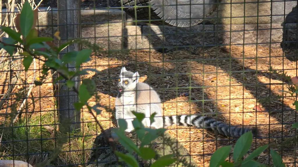 Mr. Ringtail's Menagerie: A Level 1 DCC RPG Adventure Project Update ...