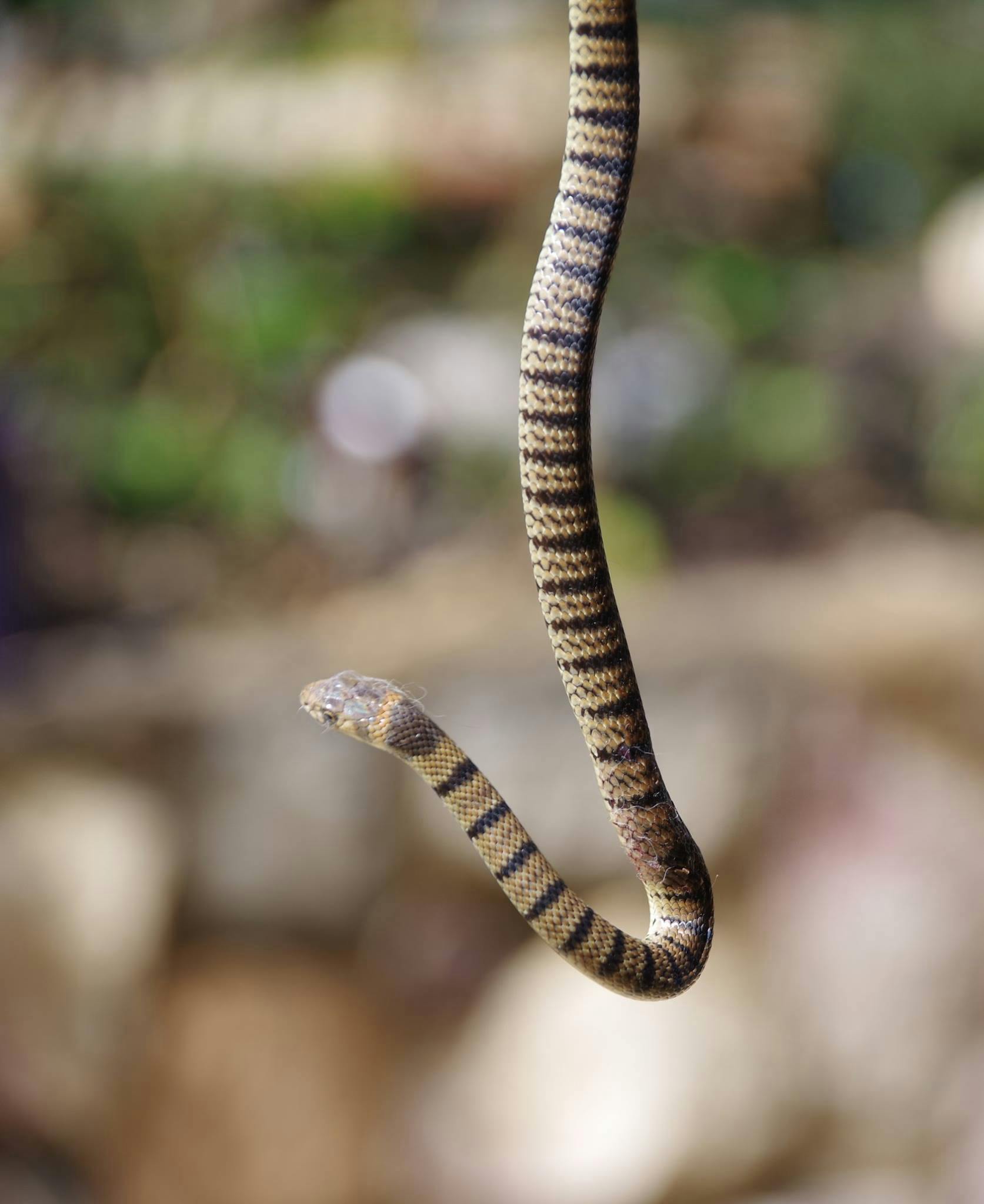 user avatar image for Pauli