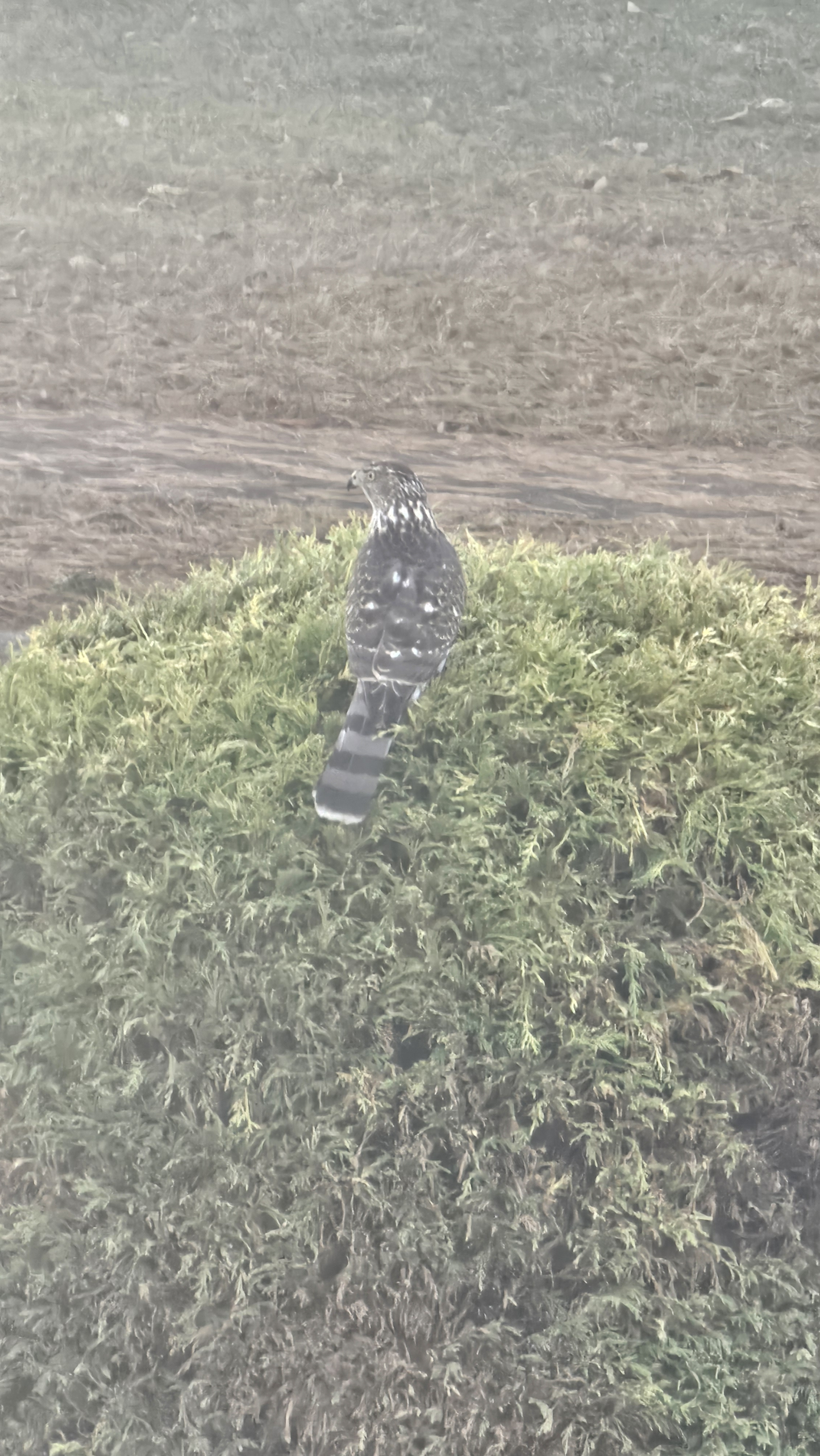 user avatar image for Nicole 