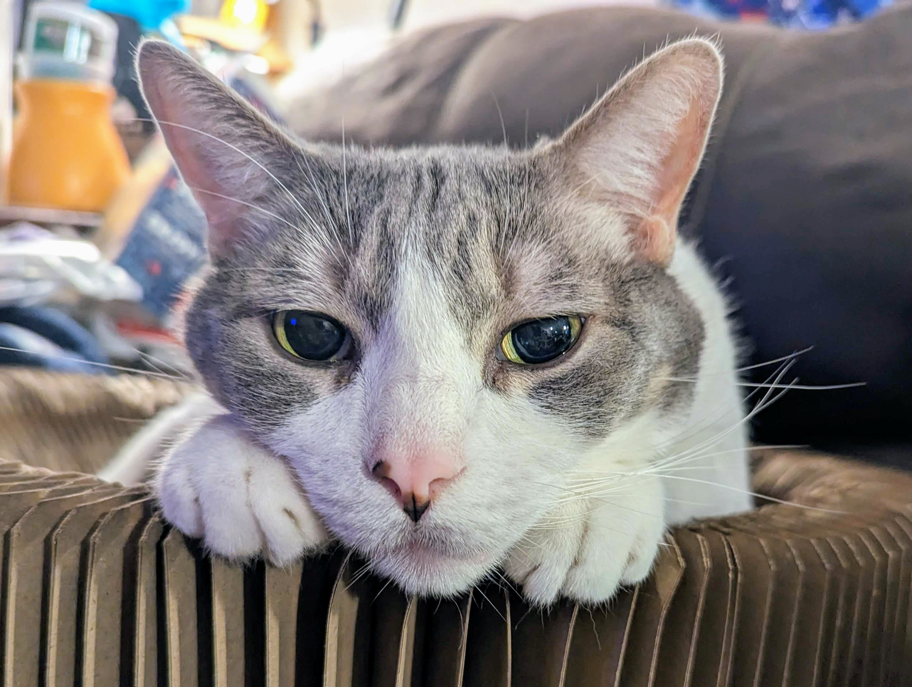 user avatar image for MeowMeowerson 