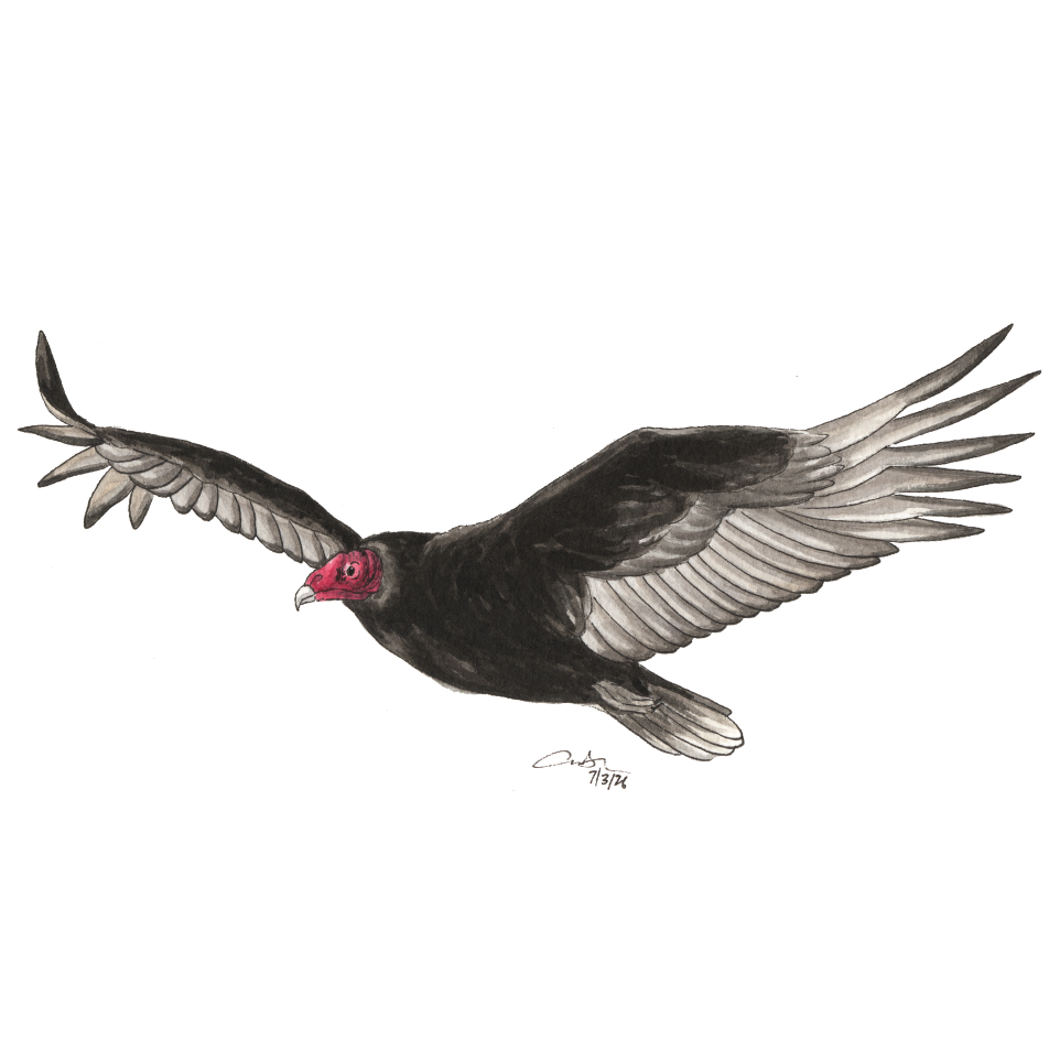 Turkey Vulture