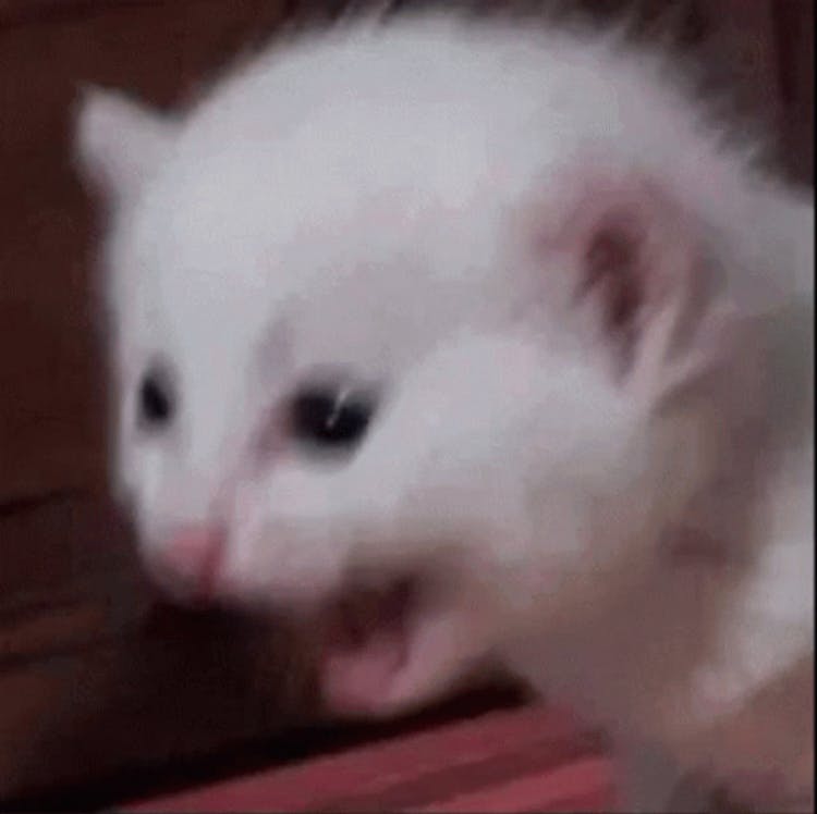 user avatar image for Purple.Mafia