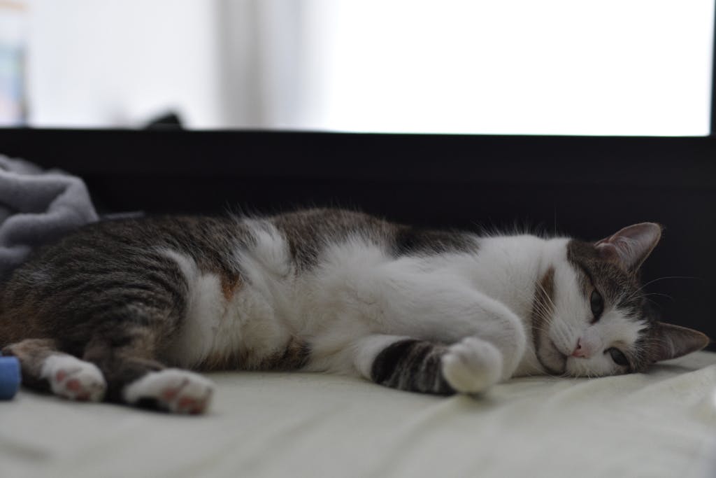 user avatar image for kedeomas