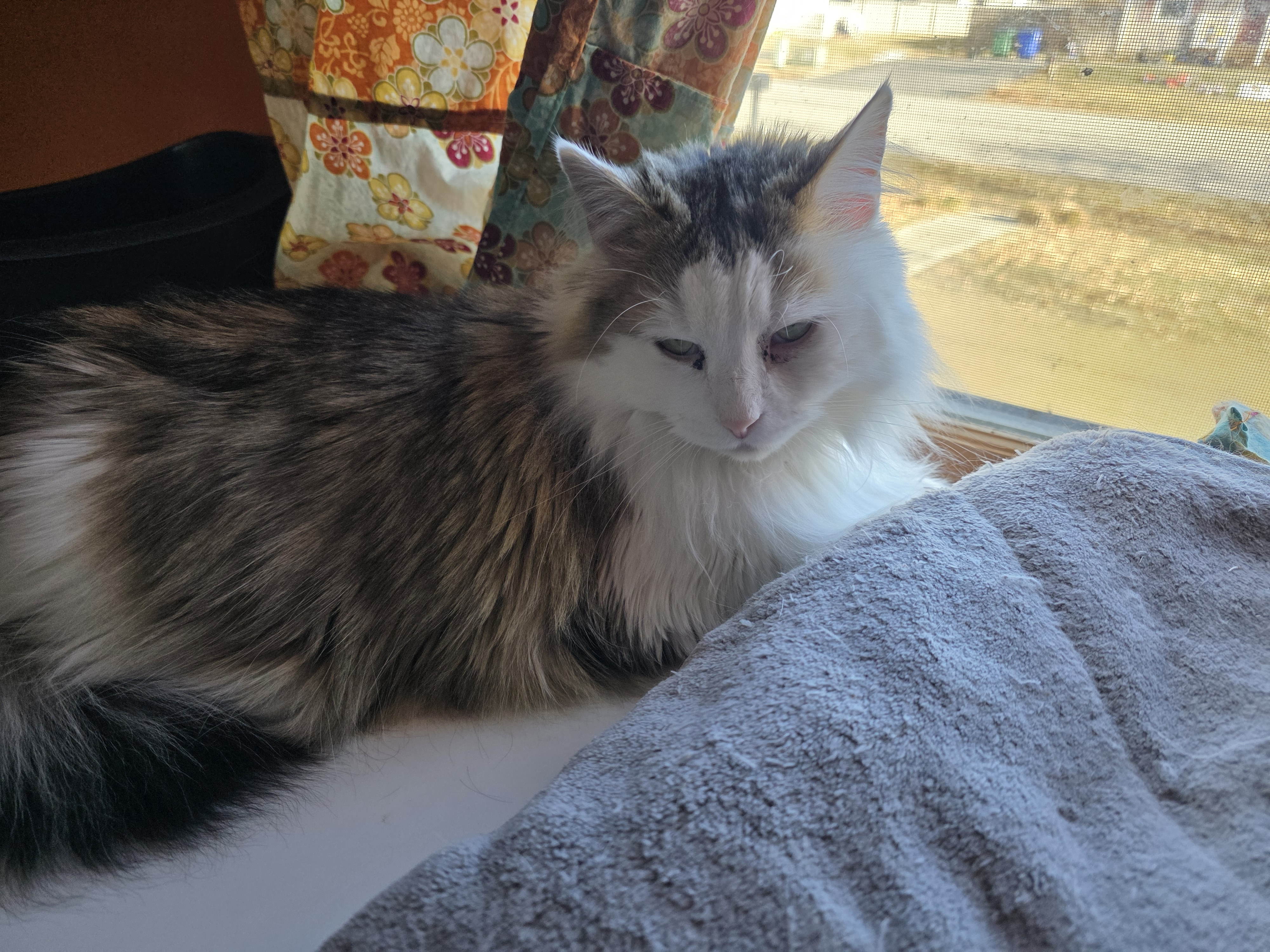 user avatar image for Graymalk